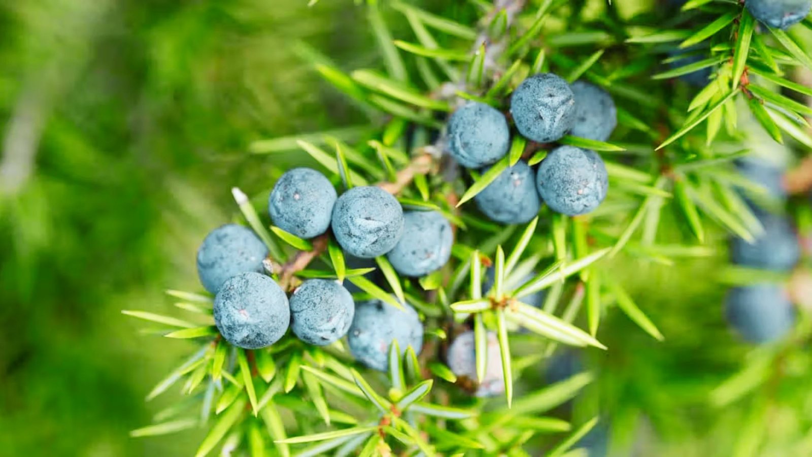 Juniper berries are round, dusty blue seed cones nestled among sharp, needle-like evergreen foliage.