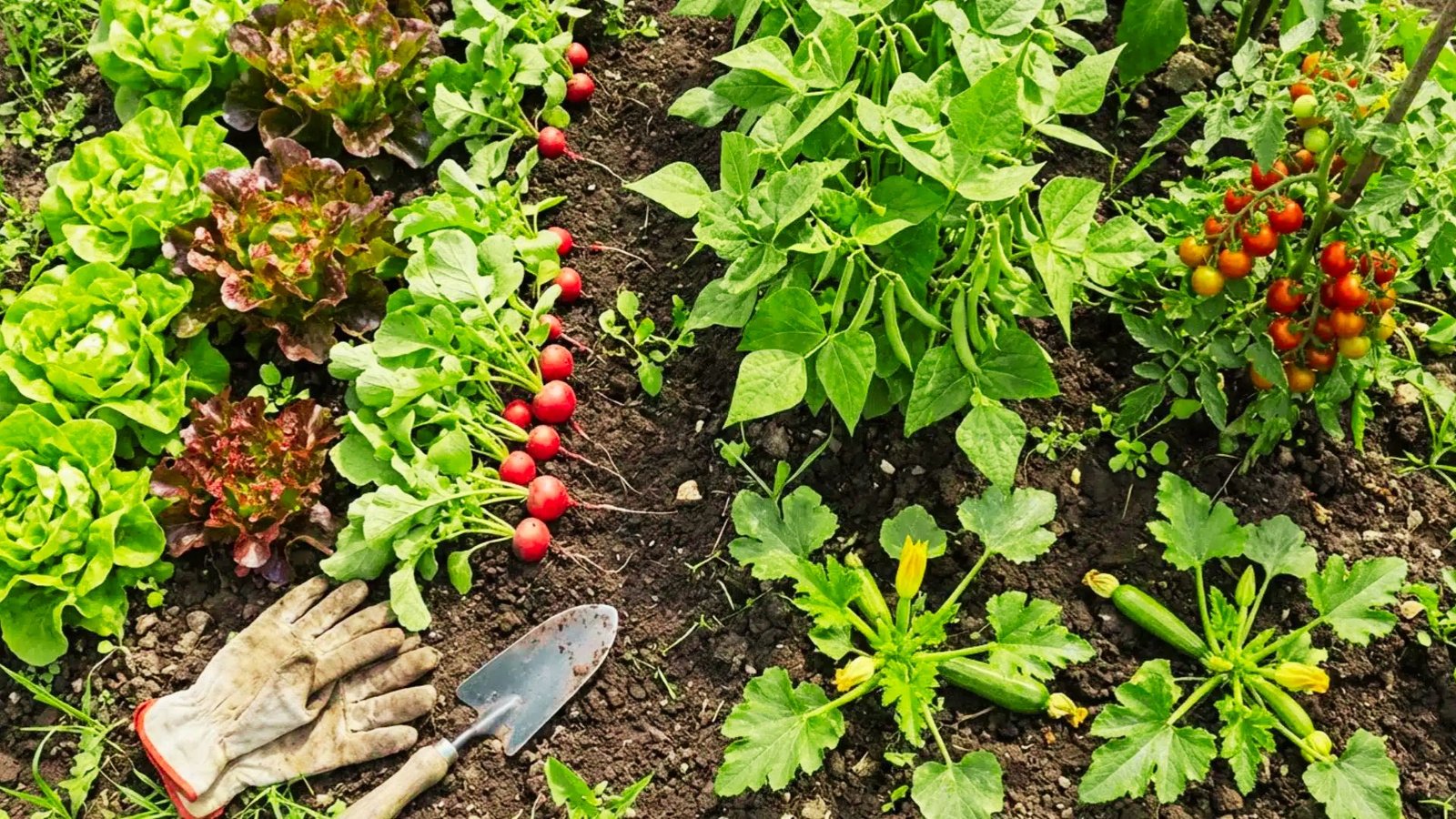 Rows of red radishes, lettuce, beans, tomatoes, and zucchini growing in a vegetable bed. 