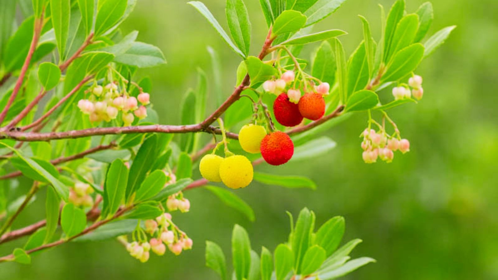 Strawberry tree fruit are round yellow and red berries ripening beside delicate white bell-shaped flowers.