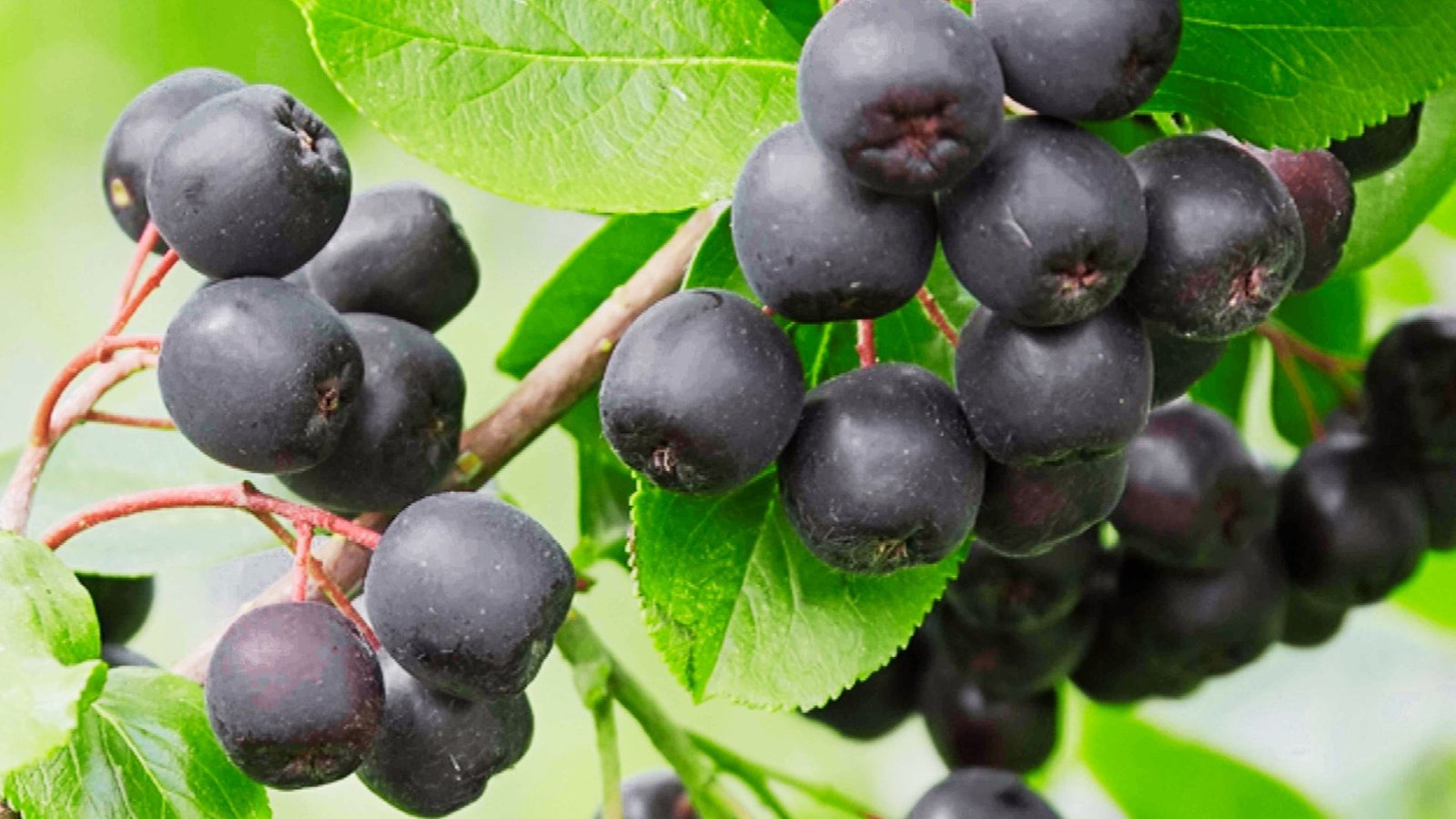 Black chokeberries are clusters of deep purple-black aronia berries on thin red stems with green leaves. 
