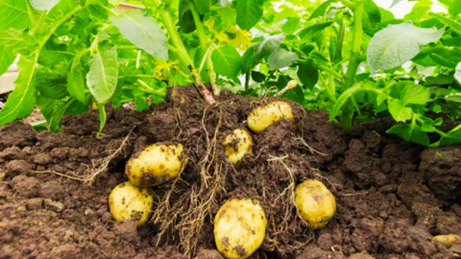 Several yellow potatoes partially unearthed among roots and soil beneath leafy green plants.