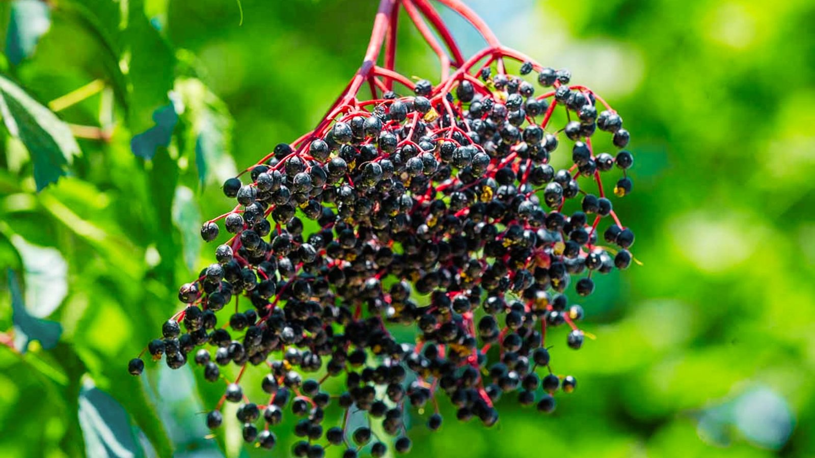 Elderberries are drooping clusters of tiny, dark purple-black berries on bright red stems