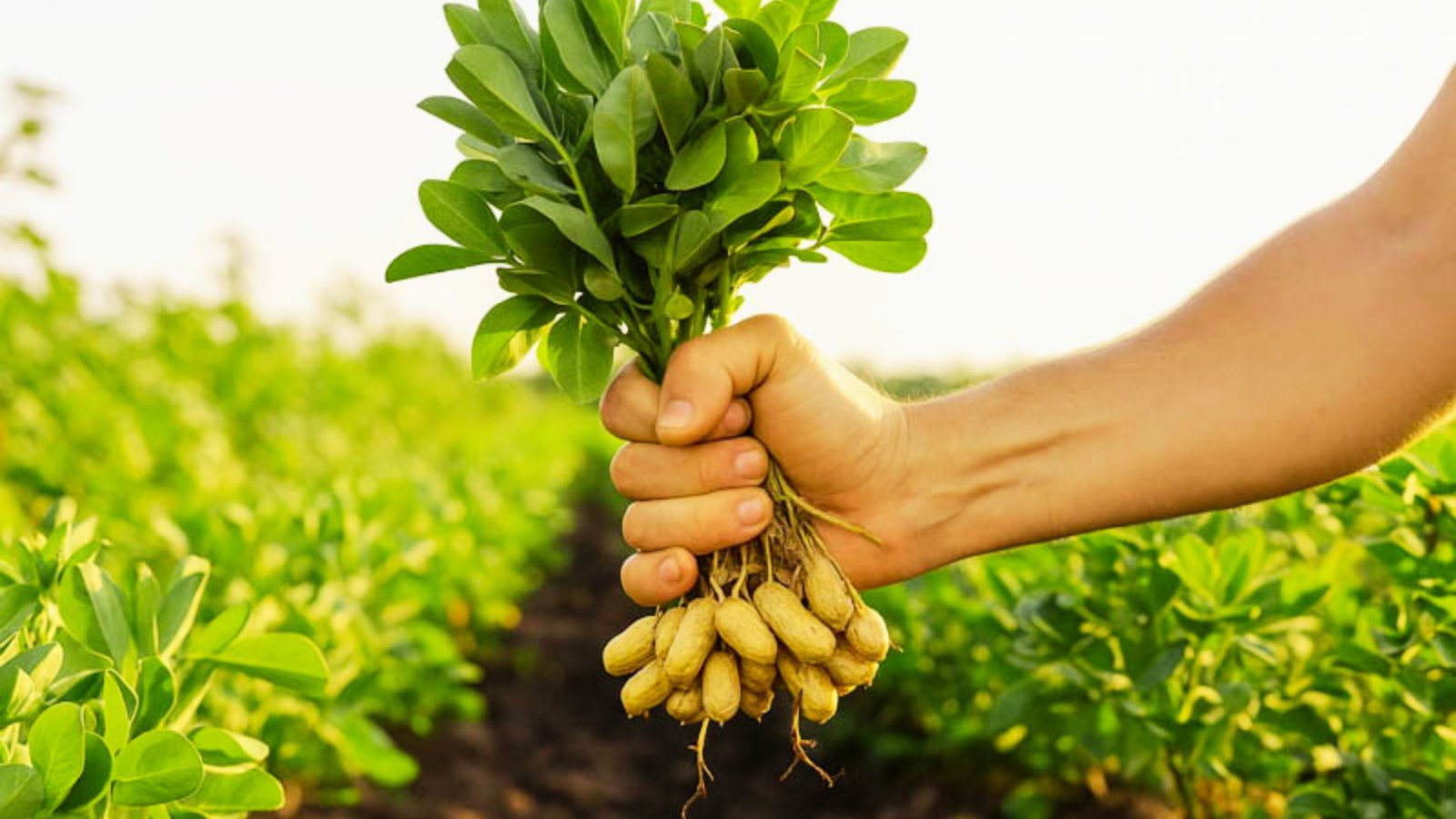 A hand holds a freshly pulled peanut plant with green leaves and pods attached. 
