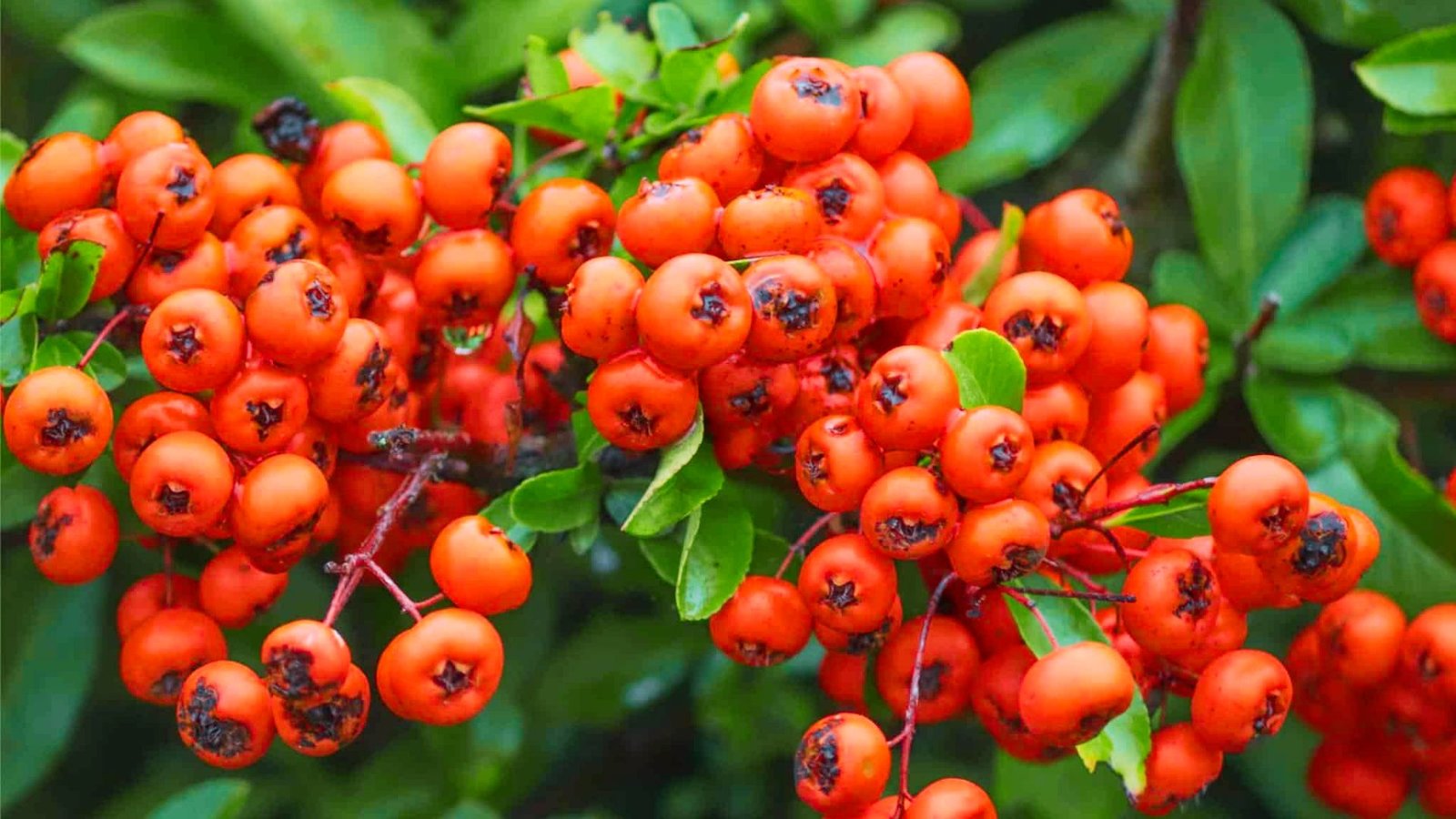 Firethorn berries are vibrant orange fruit crowding thorny branches with small, glossy green leaves.