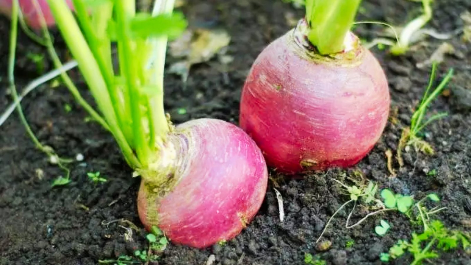 Two round, pinkish-red turnips  with green leafy stems emerging from dark, rich soil. 
