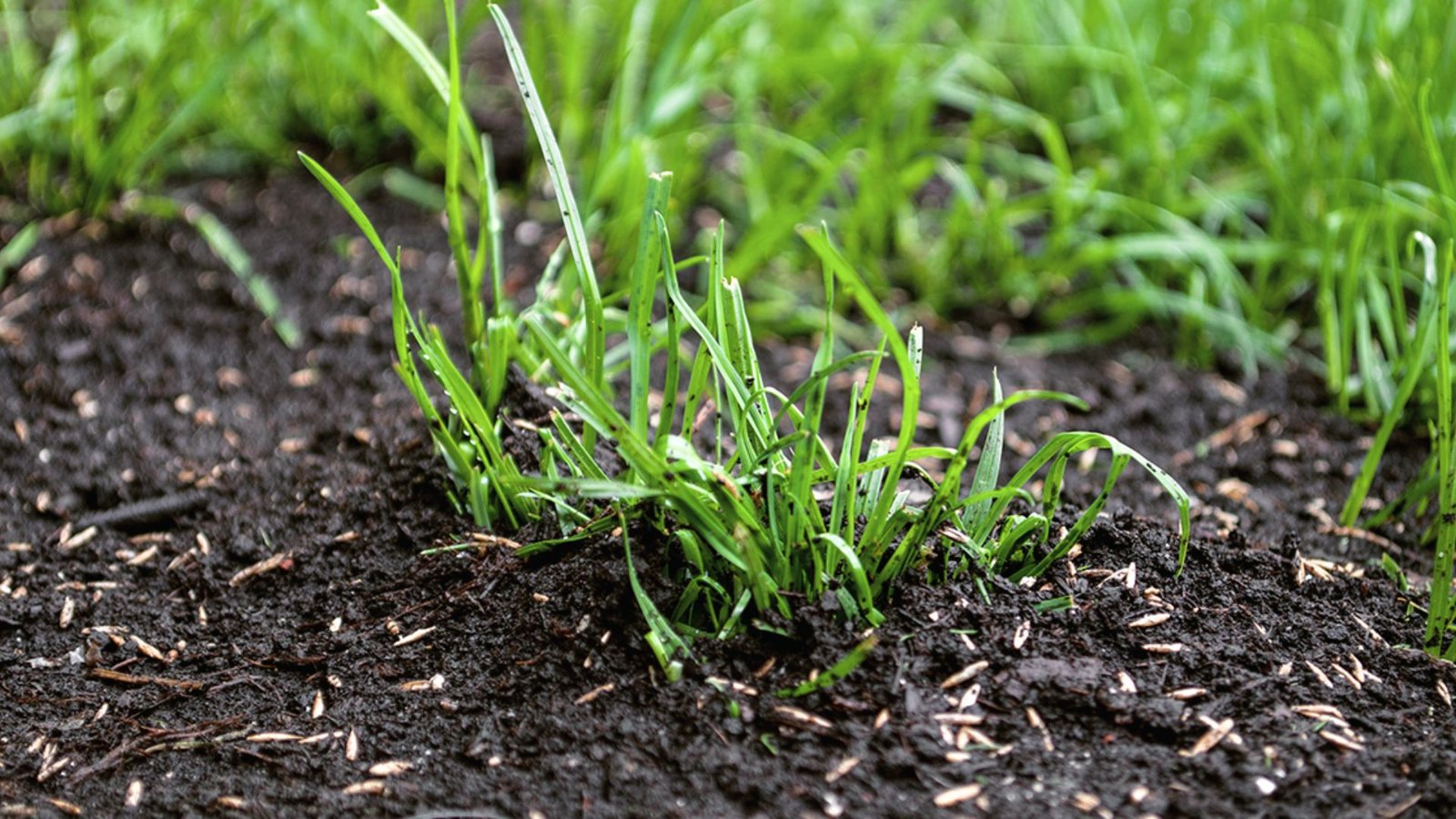 Close-up of new grass sprouts emerging through soil with scattered seeds still visible. 
