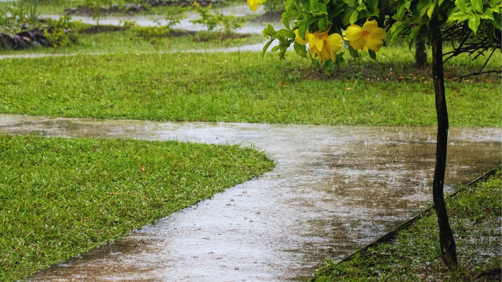 Rain falling on concrete garden path between green lawn with yellow flowers hanging from tree branch overhead.
