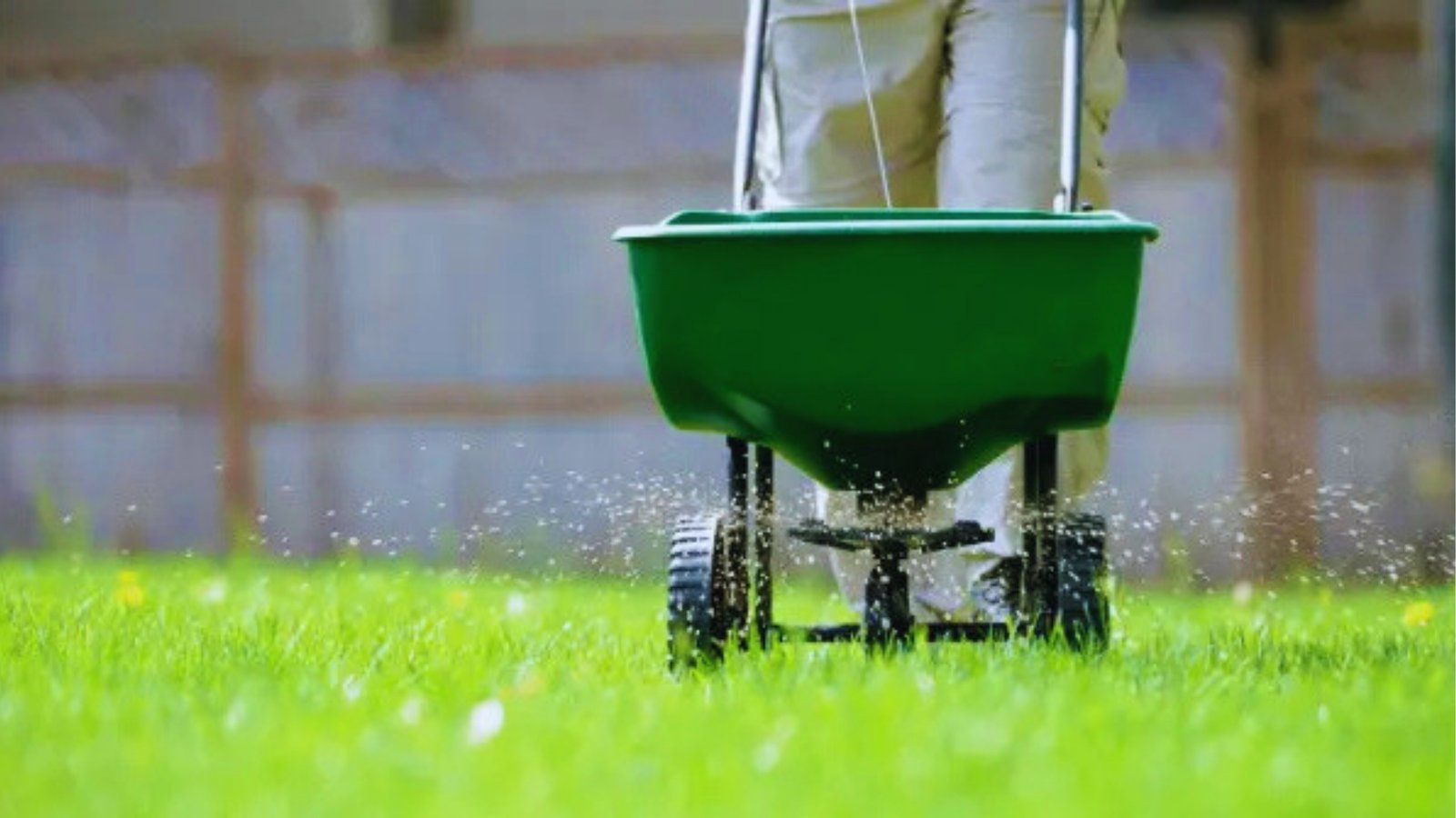 Person pushing green broadcast spreader dropping grass seed or fertilizer onto bright green lawn with wooden fence background.