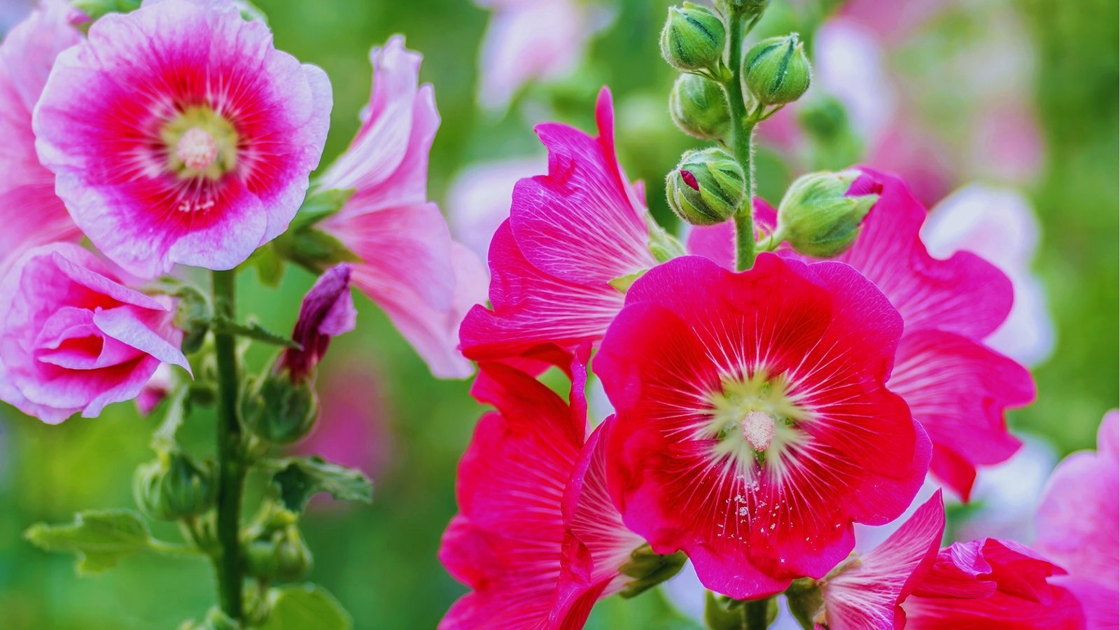 Vivid magenta and pink hollyhock flowers with prominent stamens blooming on tall green stems with soft garden background