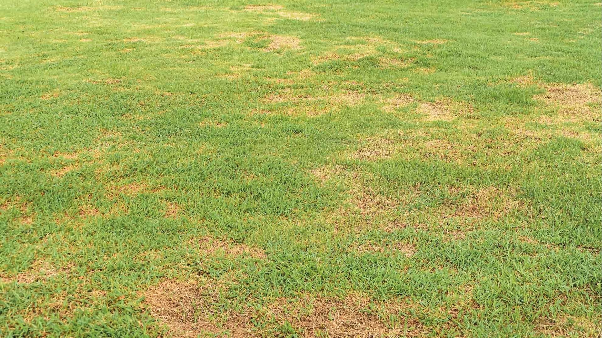 Widespread yellow-brown patches on lawn surface signal grub feeding beneath the turf layer