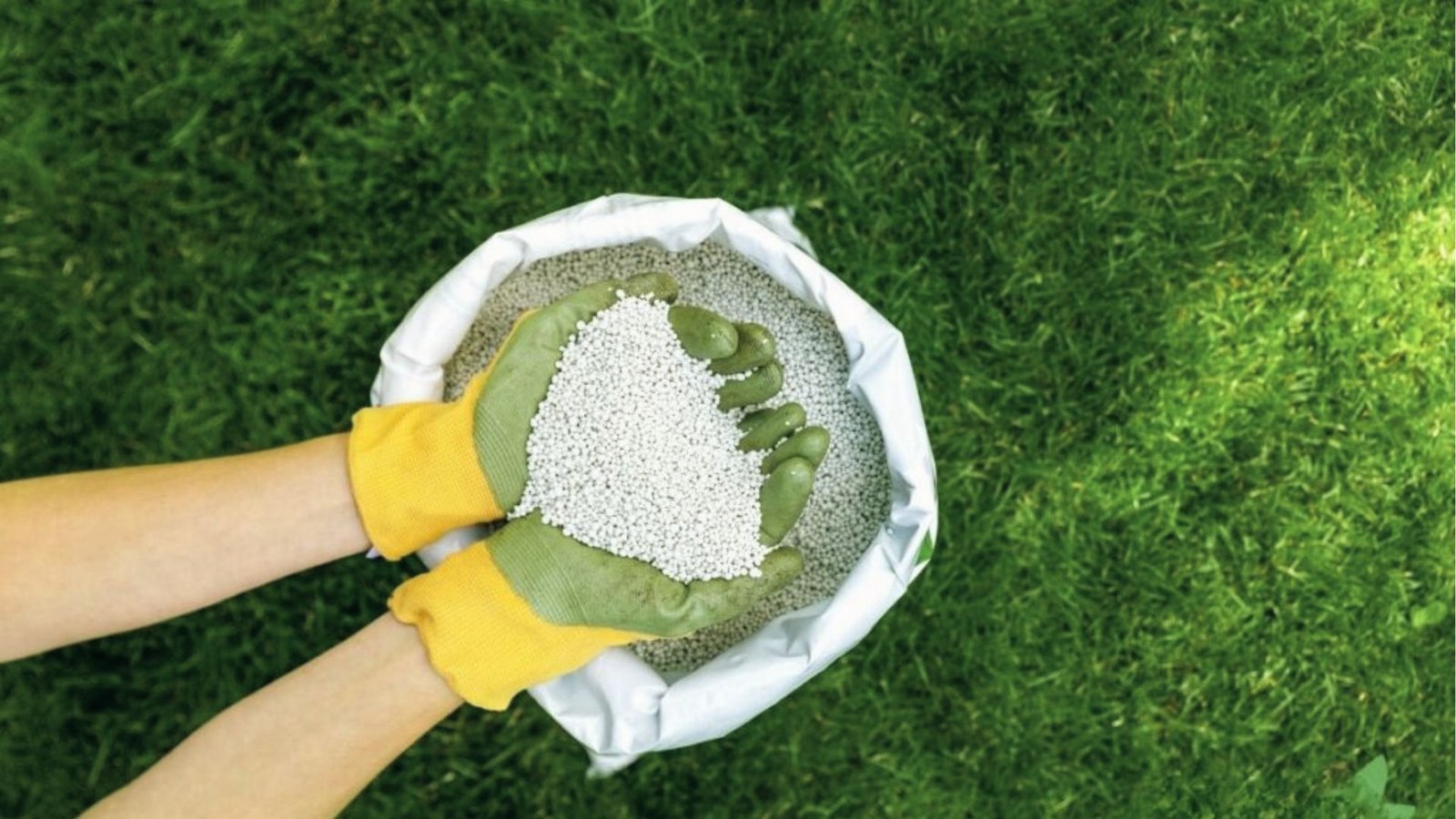 Gloved hands holding granular fertilizer over the lawn warns against applying too much product.