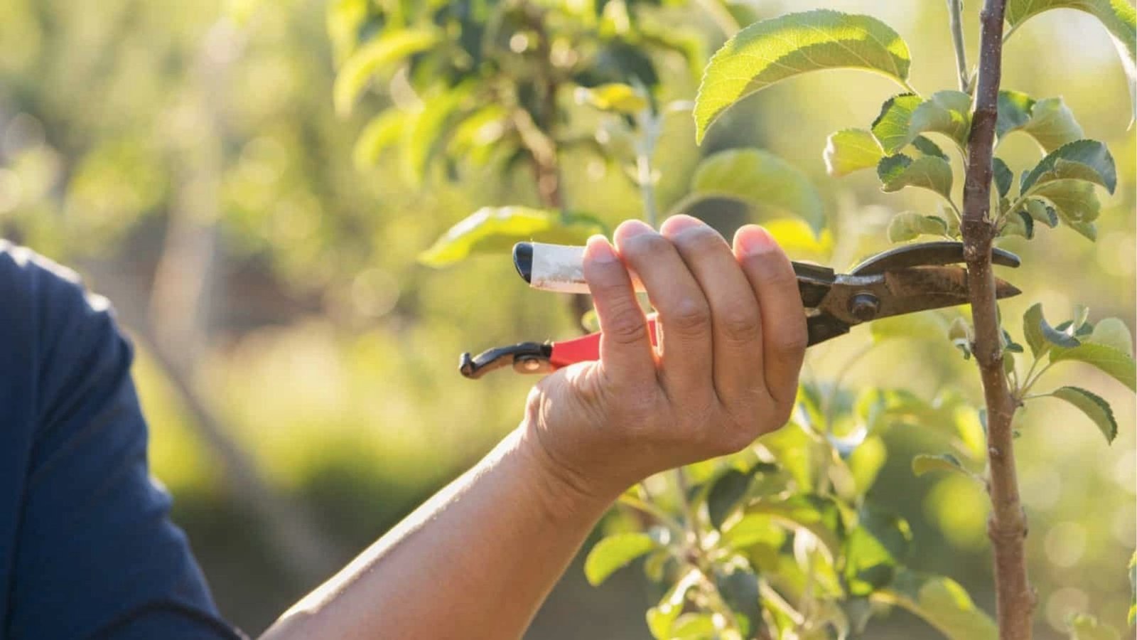 Hand pruning a young lime tree branch with garden shears in sunlight for healthy lime tree growth
