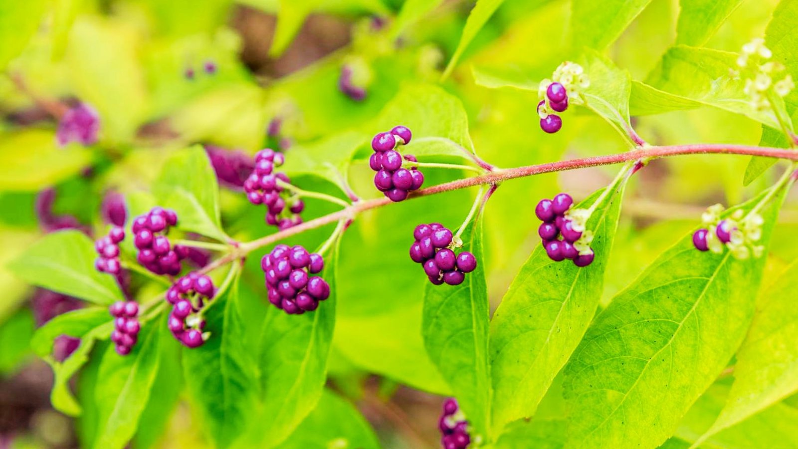 beautyberries are bright magenta-purple berries growing in tight clusters along light green stems