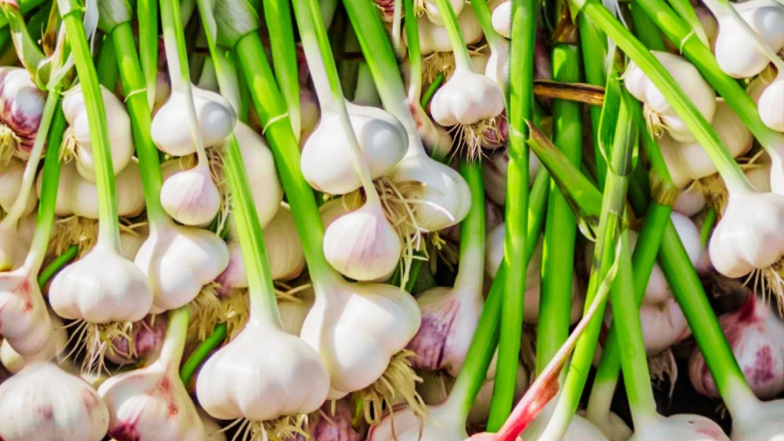 Pile of freshly harvested garlic bulbs with white papery skin and long green stalks. 
