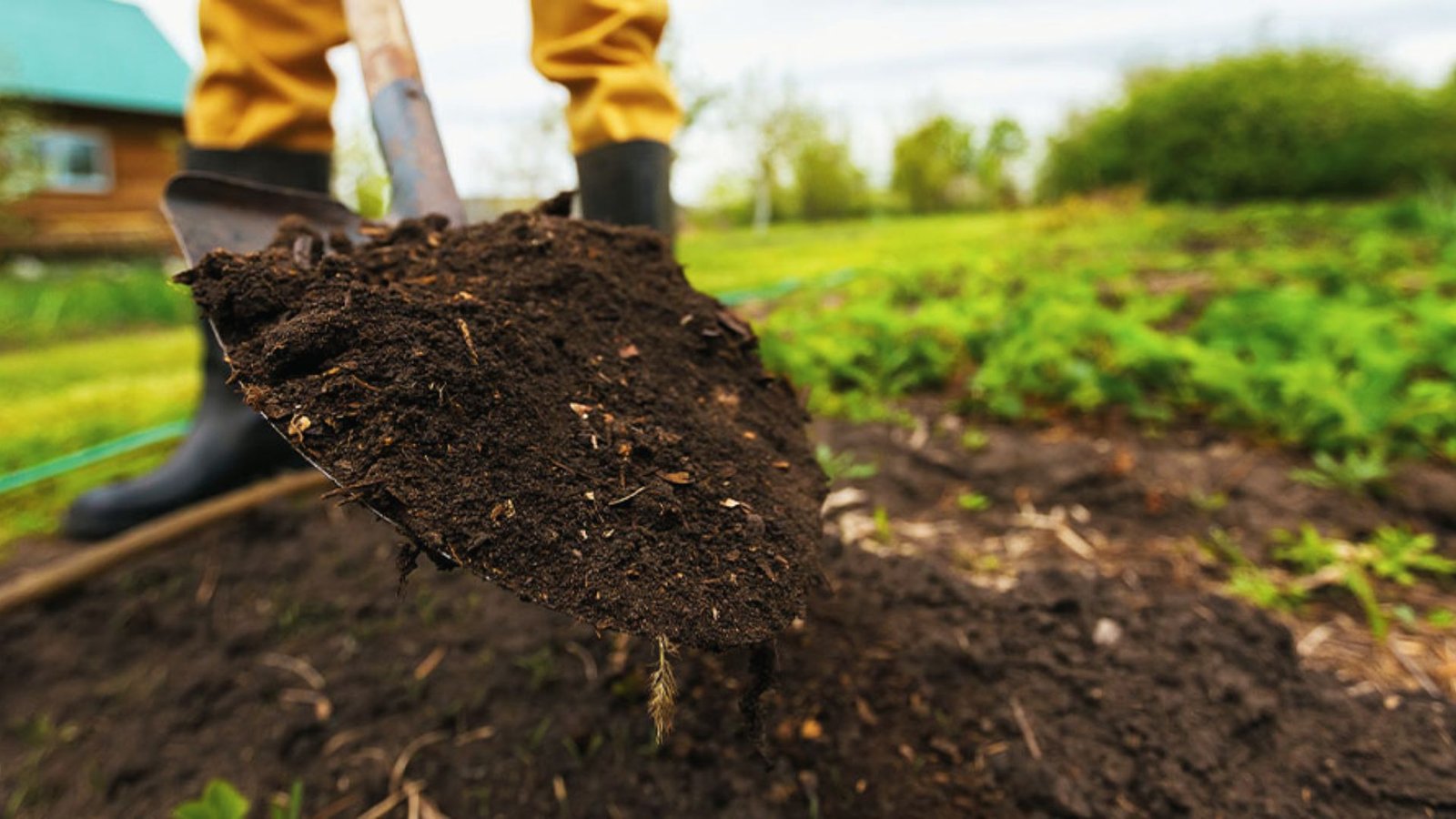 Close-up of a shovel lifting dark, crumbly soil in a garden bed with green plants and a house in the background. 