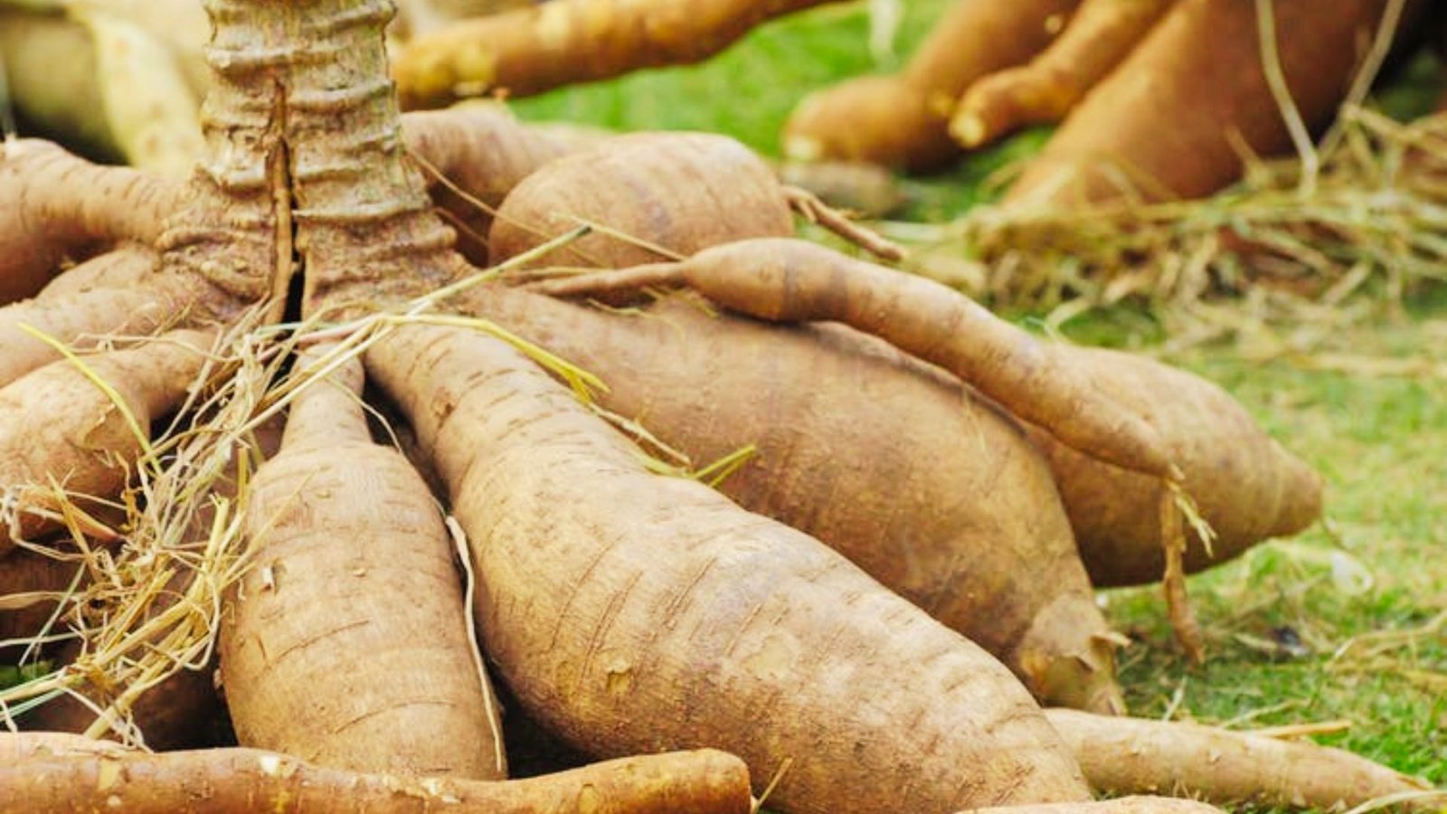 Freshly harvested cassava roots with rough brown skin lie on green grass. 