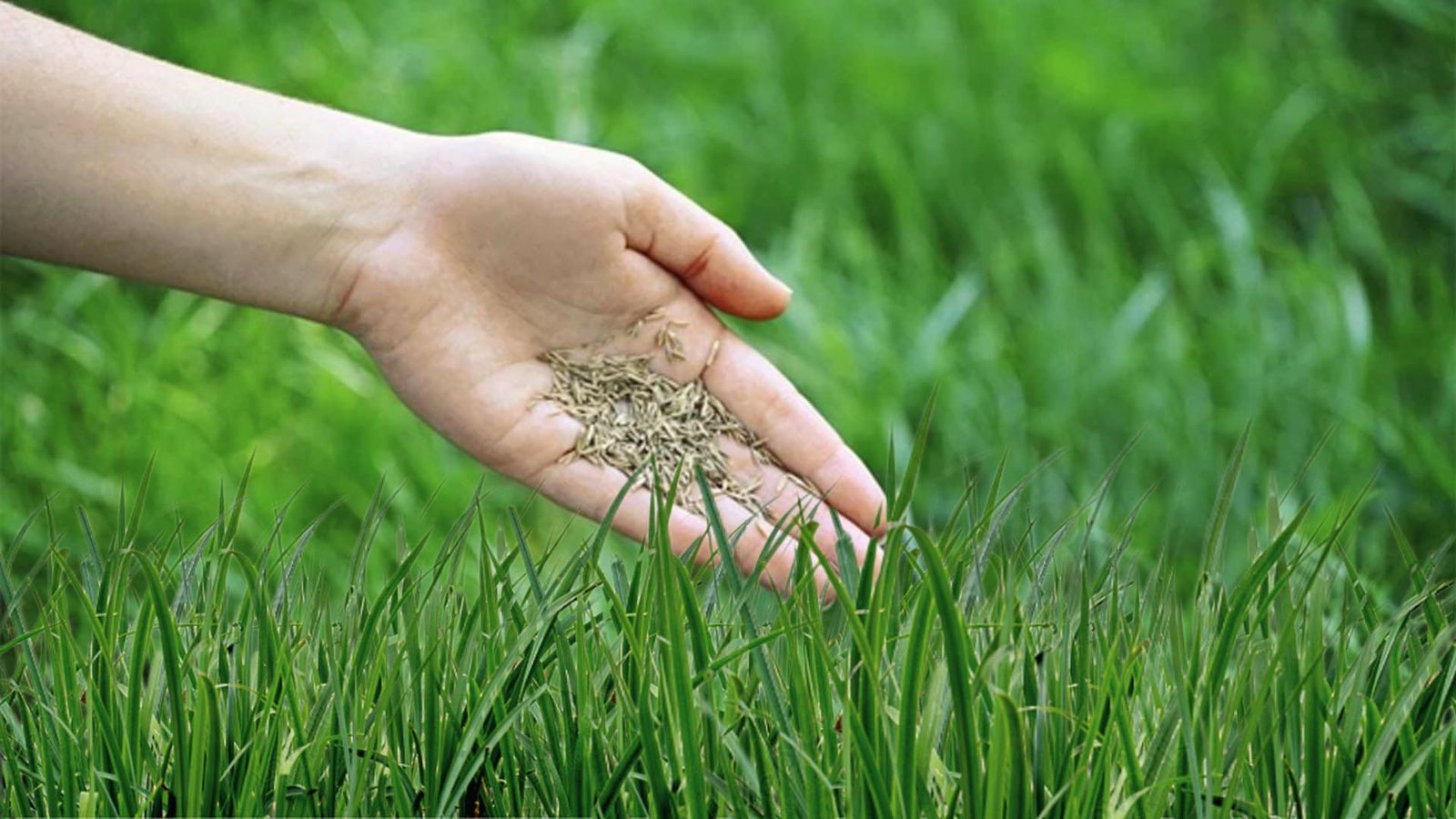 Bare hand holds grass seed above healthy green lawn, ready to scatter.