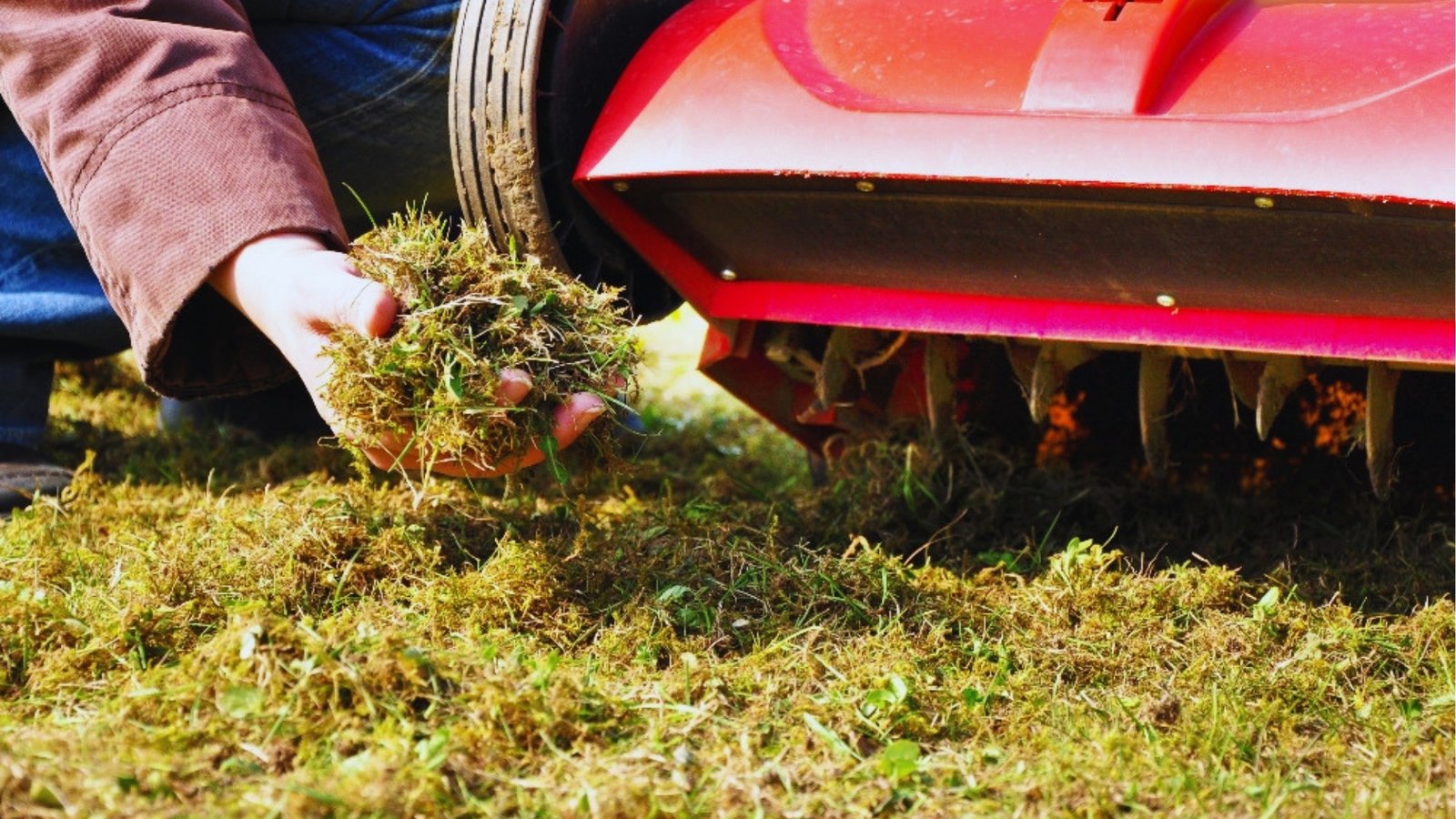 Close-up of a person using a red lawn aerator machine with tines pulling up moss and thatch from grass while holding a handful of debris.