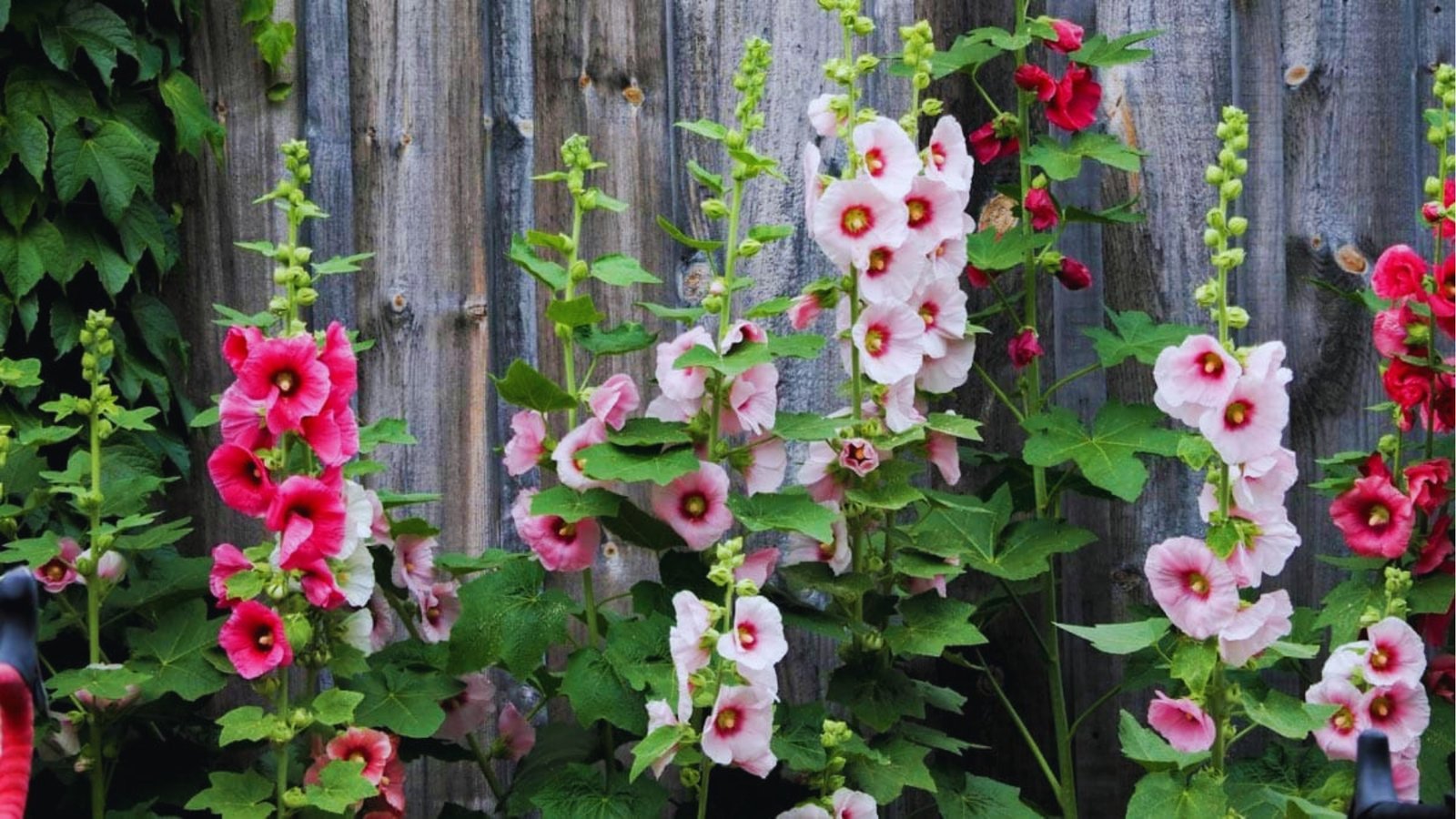 Tall hollyhock flowers in shades of pink, red, and white blooming against a weathered wooden fence with green ivy.
