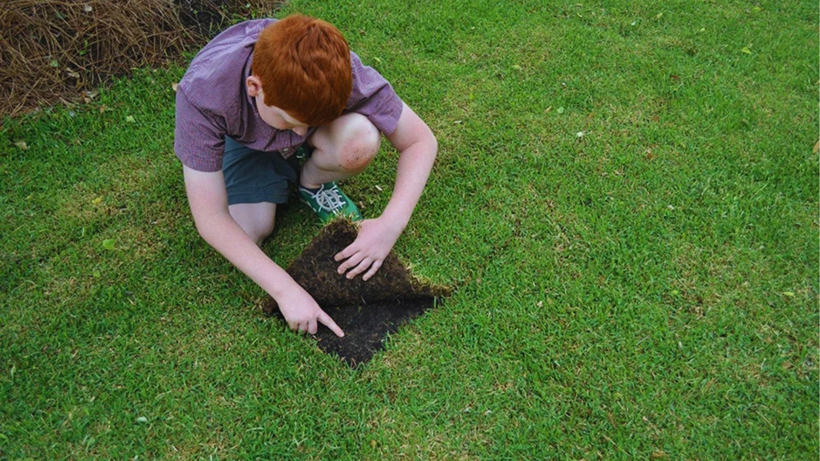 Child kneeling on new sod lawn lifting corner to check dark moist soil underneath for proper watering depth
