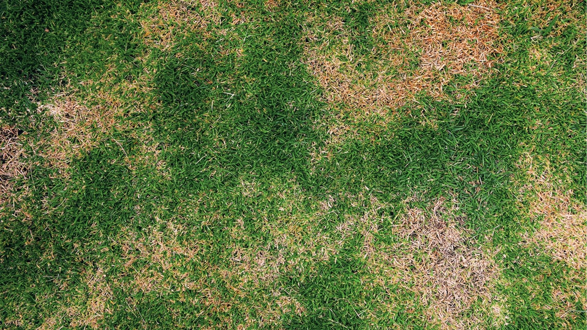 Irregular brown dead patches spread across lawn showing advanced grub infestation damage