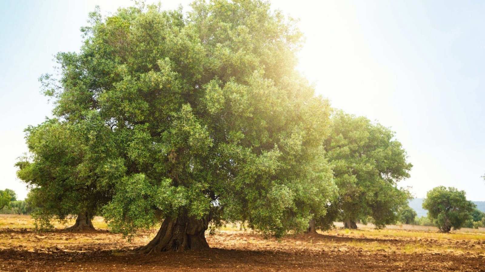 Arbequina olive trees with thick, gnarled trunks in a sunlit, tilled Mediterranean field. 