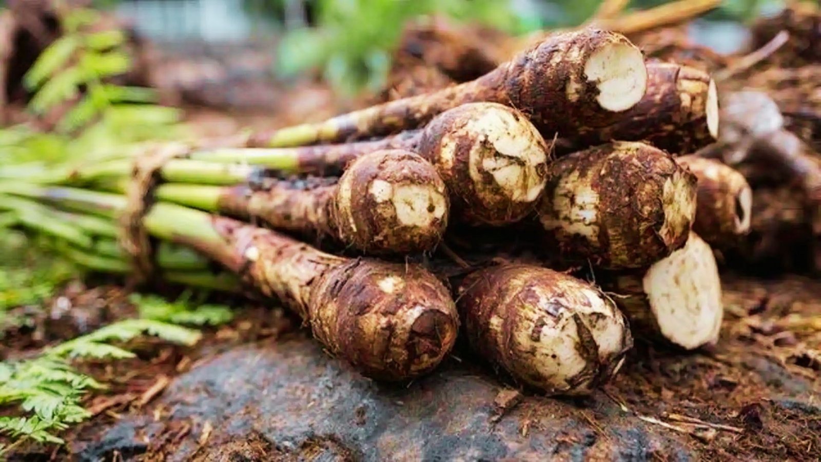 A bundle of taro corms with soil-covered brown skin and green stems rests on stone. 
