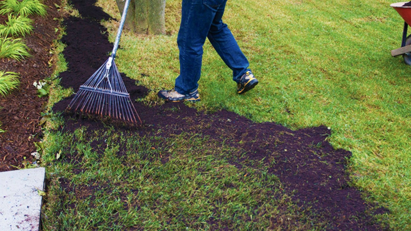 A person uses a rake to spread topsoil and seed over a patchy lawn area. 

