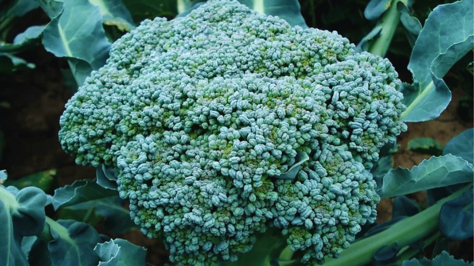 Large, dense broccoli head with tightly packed green-blue florets growing on plants with thick stems and broad leaves.