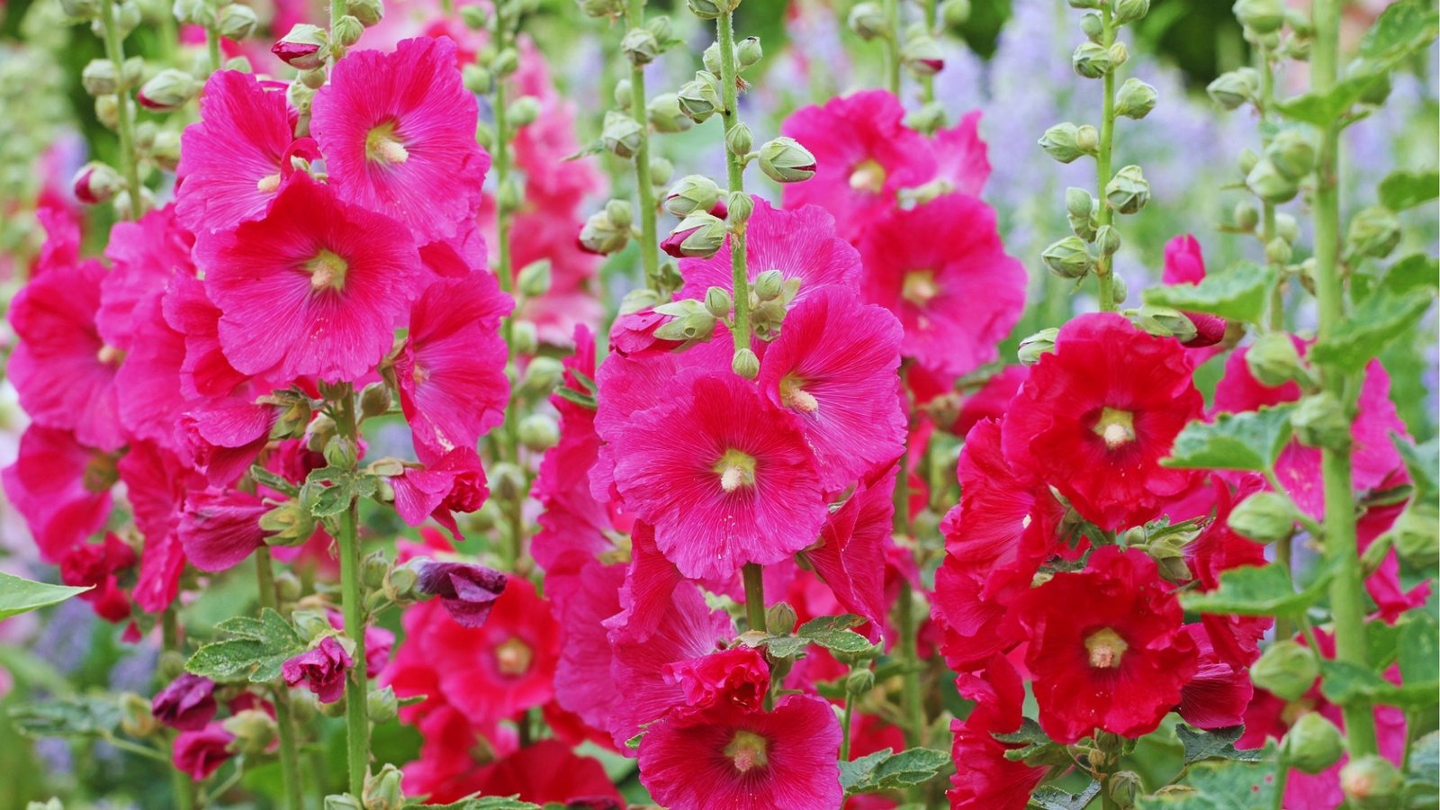 Tall stems of vibrant pink and red hollyhock flowers in full bloom with green buds and foliage in a sunny garden.
