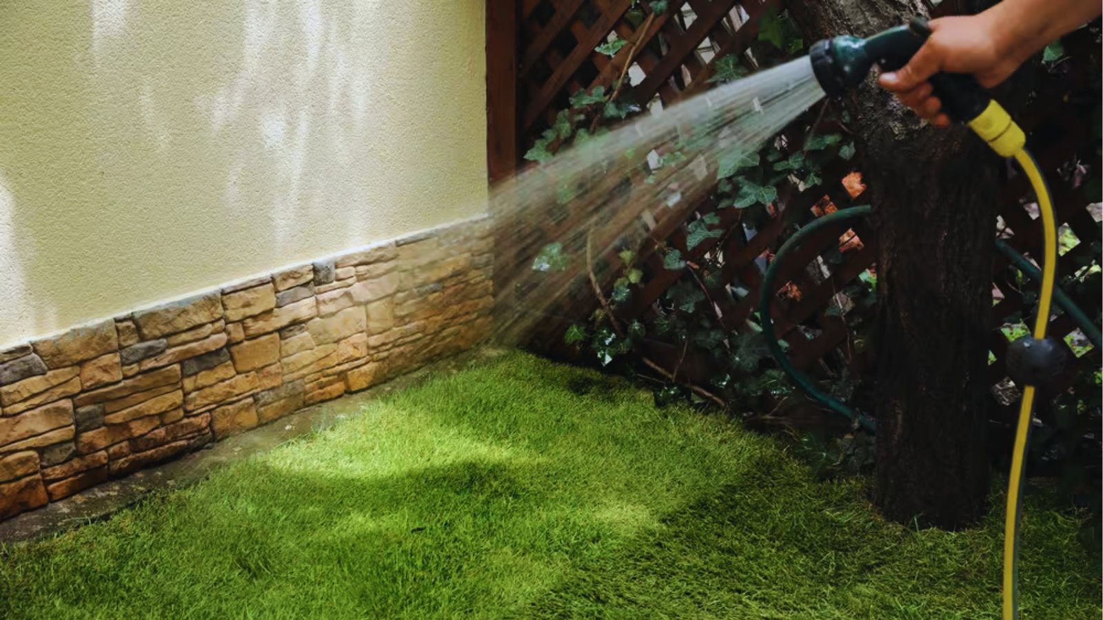 Hand holding garden hose with spray nozzle watering small patch of new sod next to stone wall and tree in yard. 
