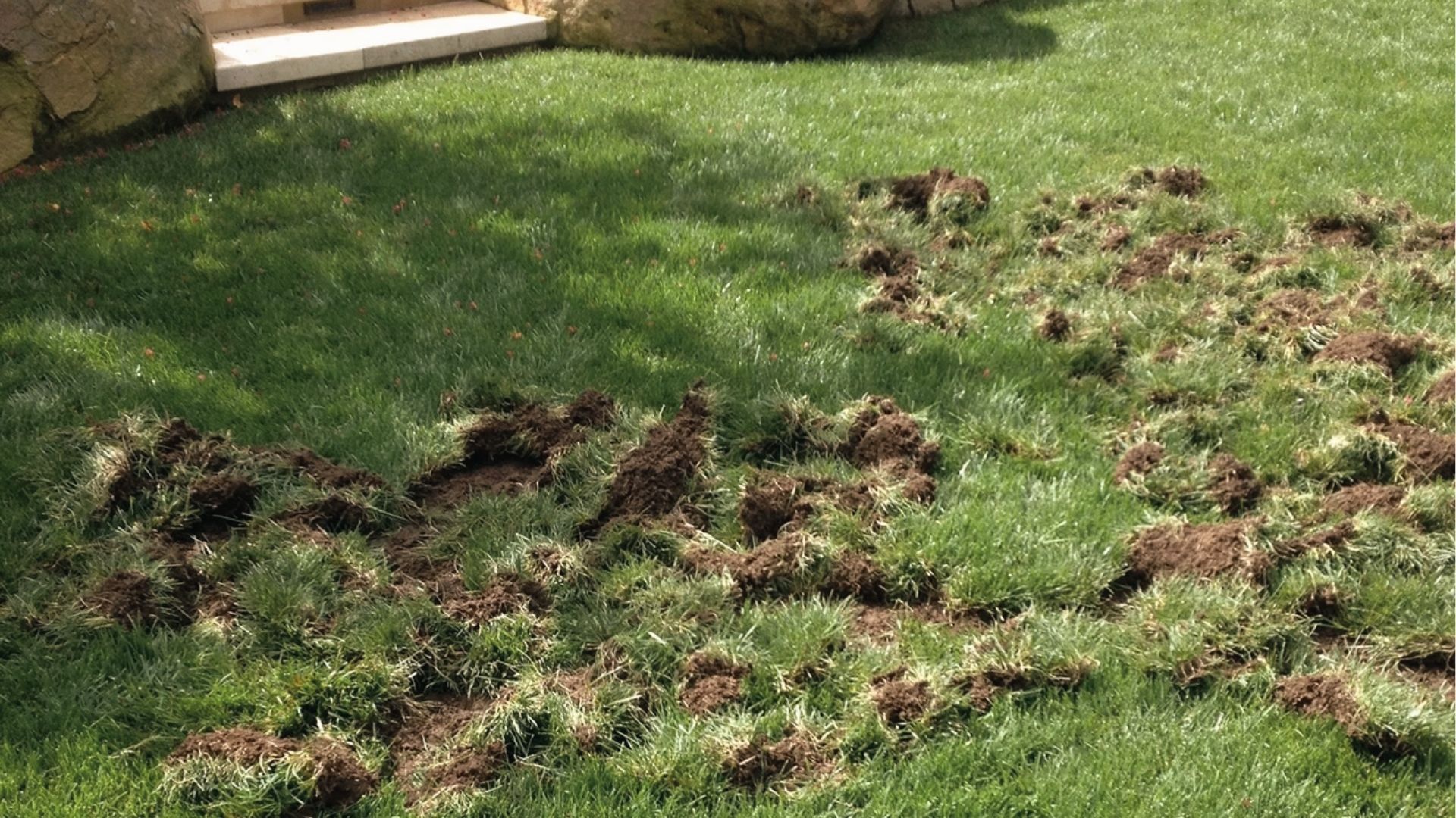 Torn-up lawn with scattered soil clumps from animals digging for grubs under damaged grass
