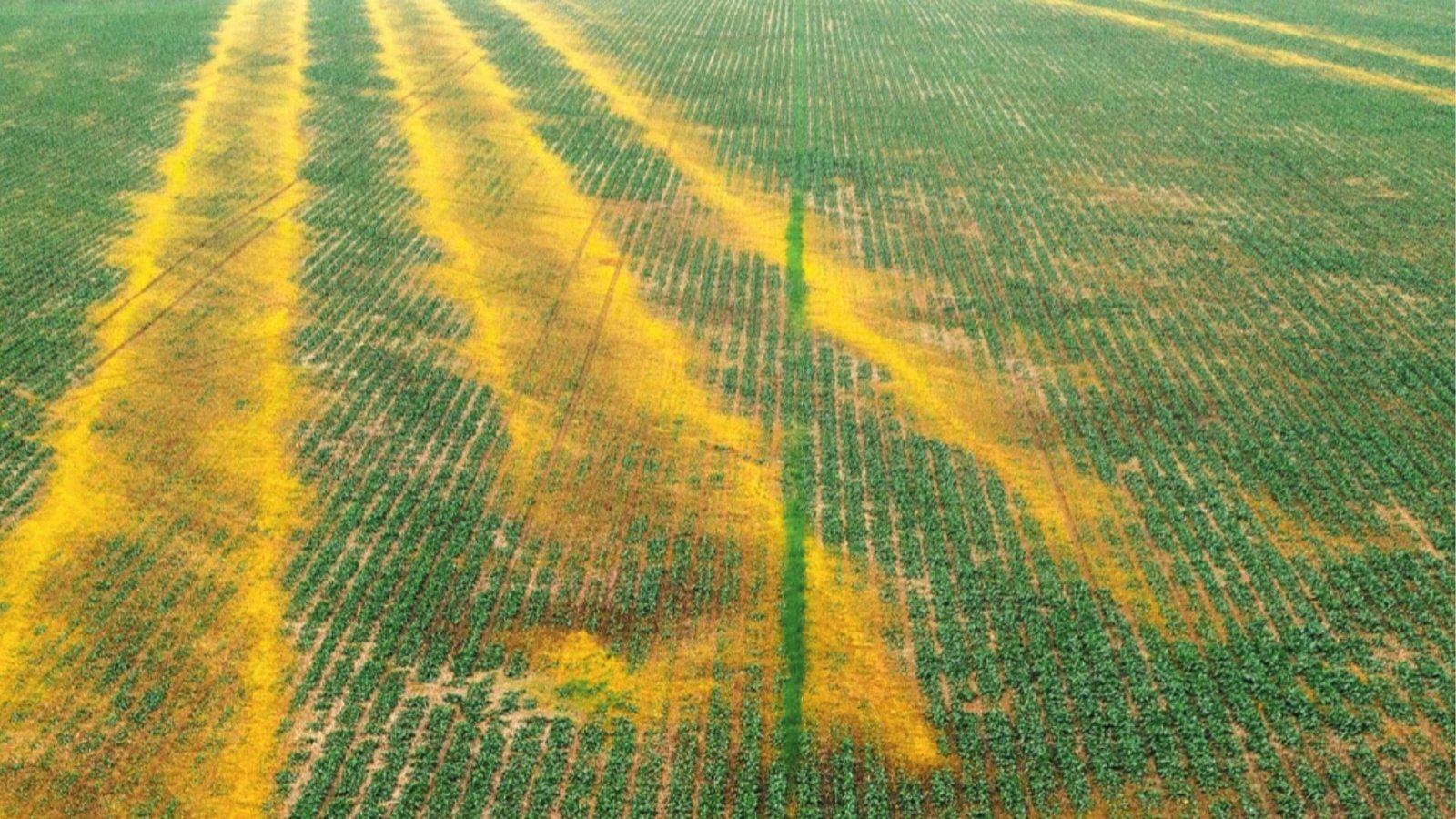 Aerial view of field with yellow fertilizer burn streaks showing over fertilizing warning signs