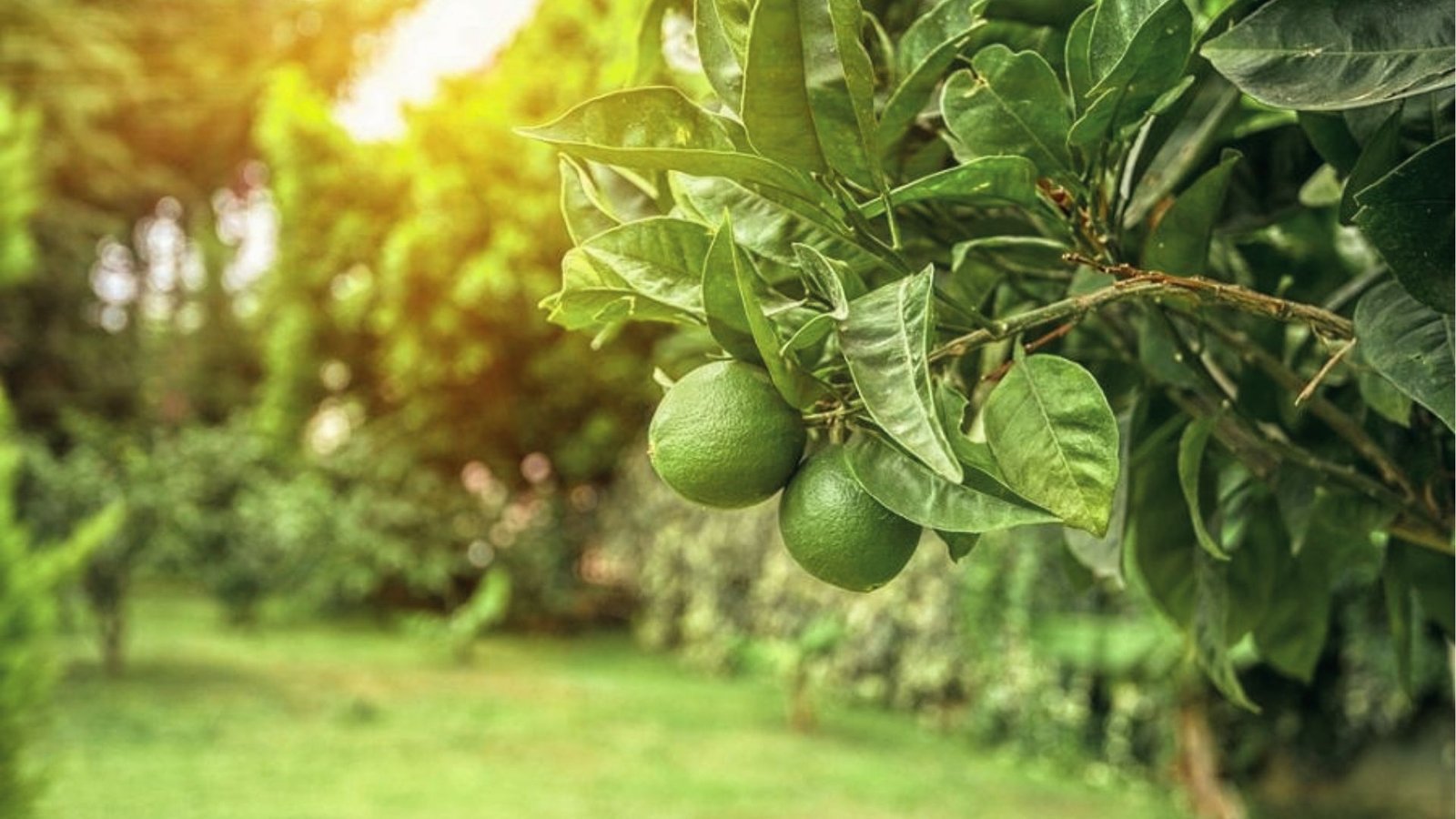 Ripe green limes hanging on a lime tree branch in sunny orchard, yes limes grow on citrus trees
