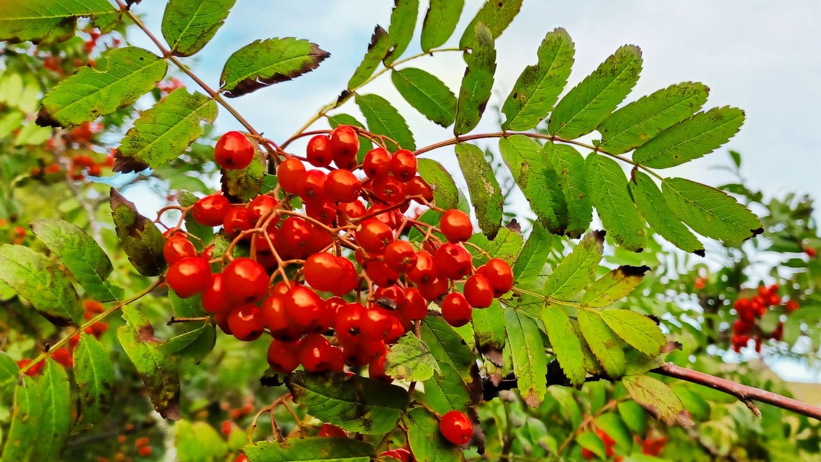 Rowan berries grow as dense clusters of bright red-orange fruit surrounded by serrated green leaves.