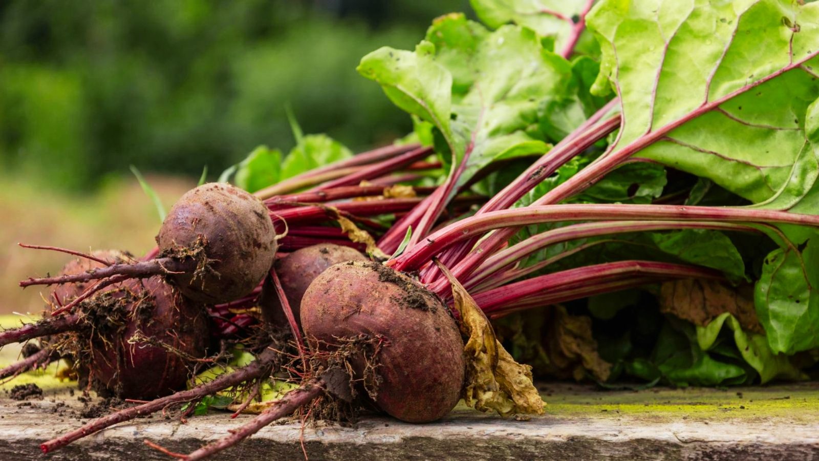 Bunch of deep red beets with soil on their roots and vibrant red-veined leaves on wood. 
