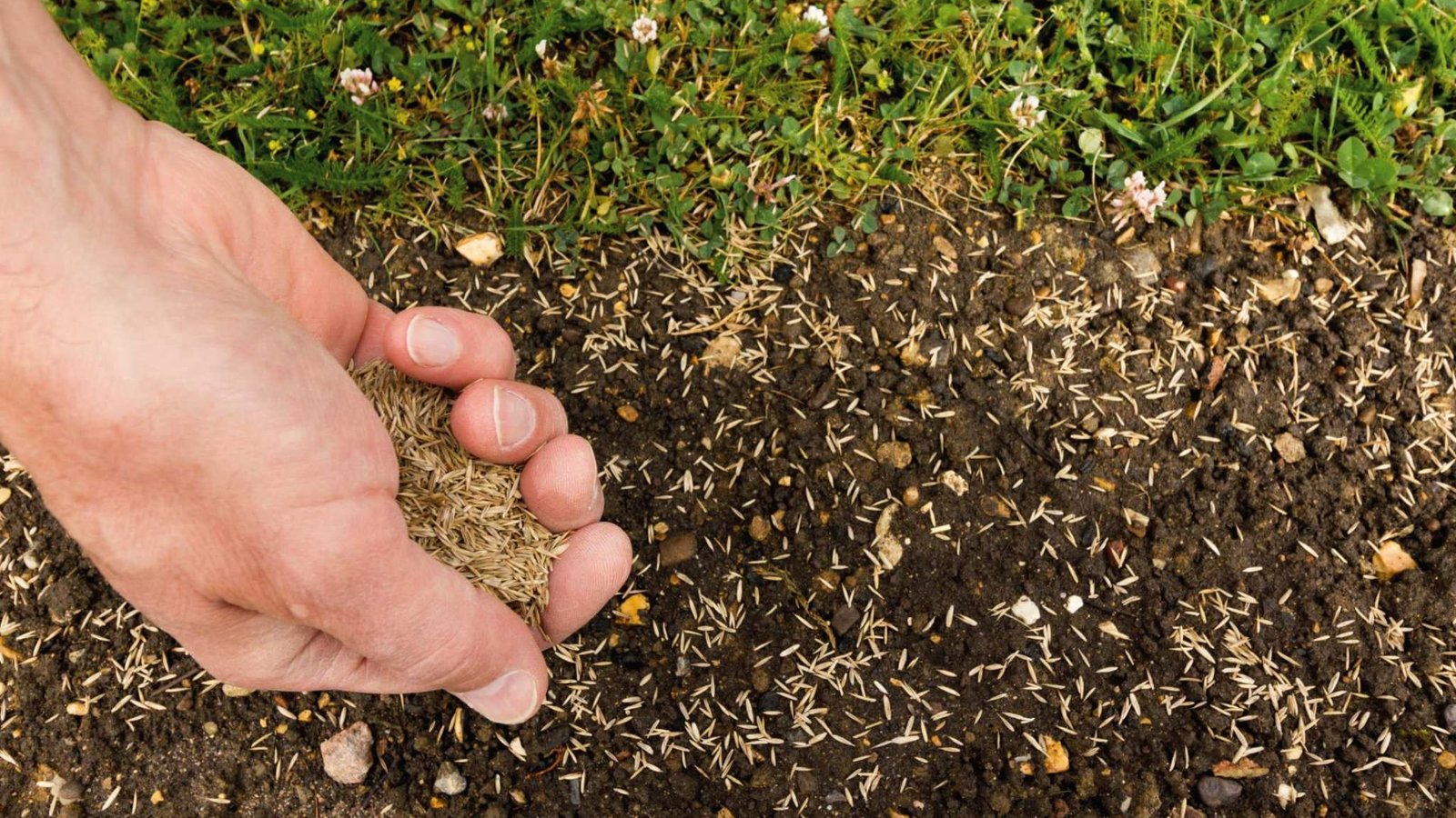 Hand sprinkles grass seed over bare soil next to established grass and clover. 
