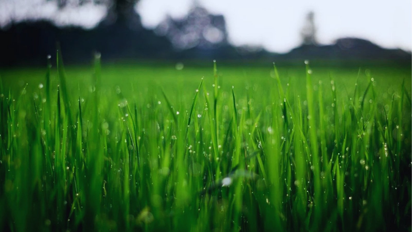 Close-up of bright green grass blades covered in morning dew droplets with blurred trees in background. 
