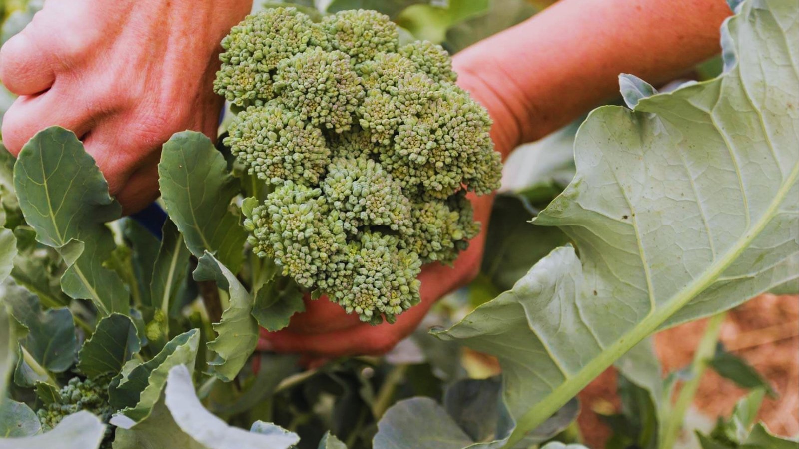 Two hands harvesting a mature broccoli head from a garden plant with large green leaves in the background.