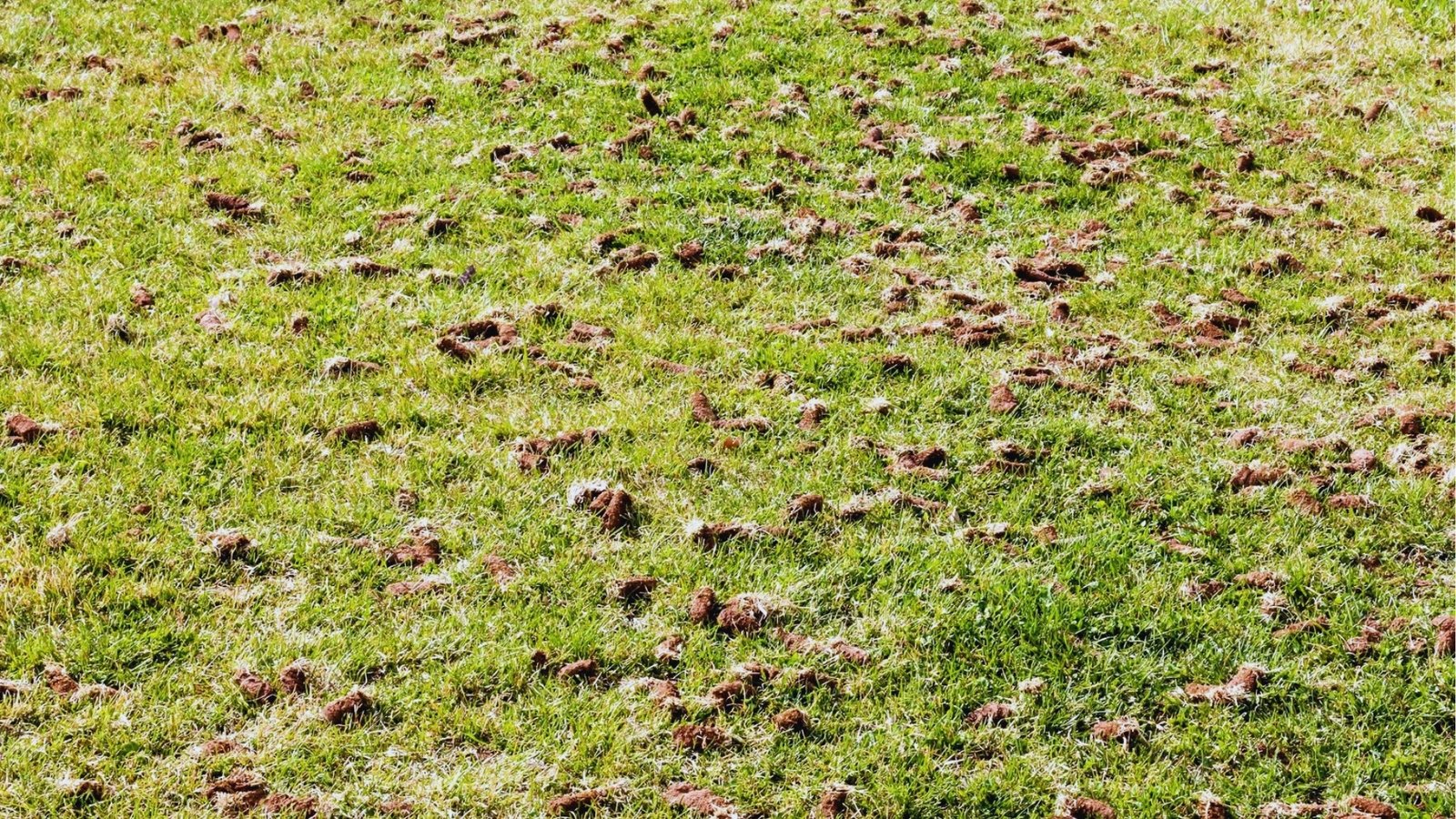 Top-down view of green lawn covered in soil plugs after core aeration showing holes and removed dirt cores scattered across grass.