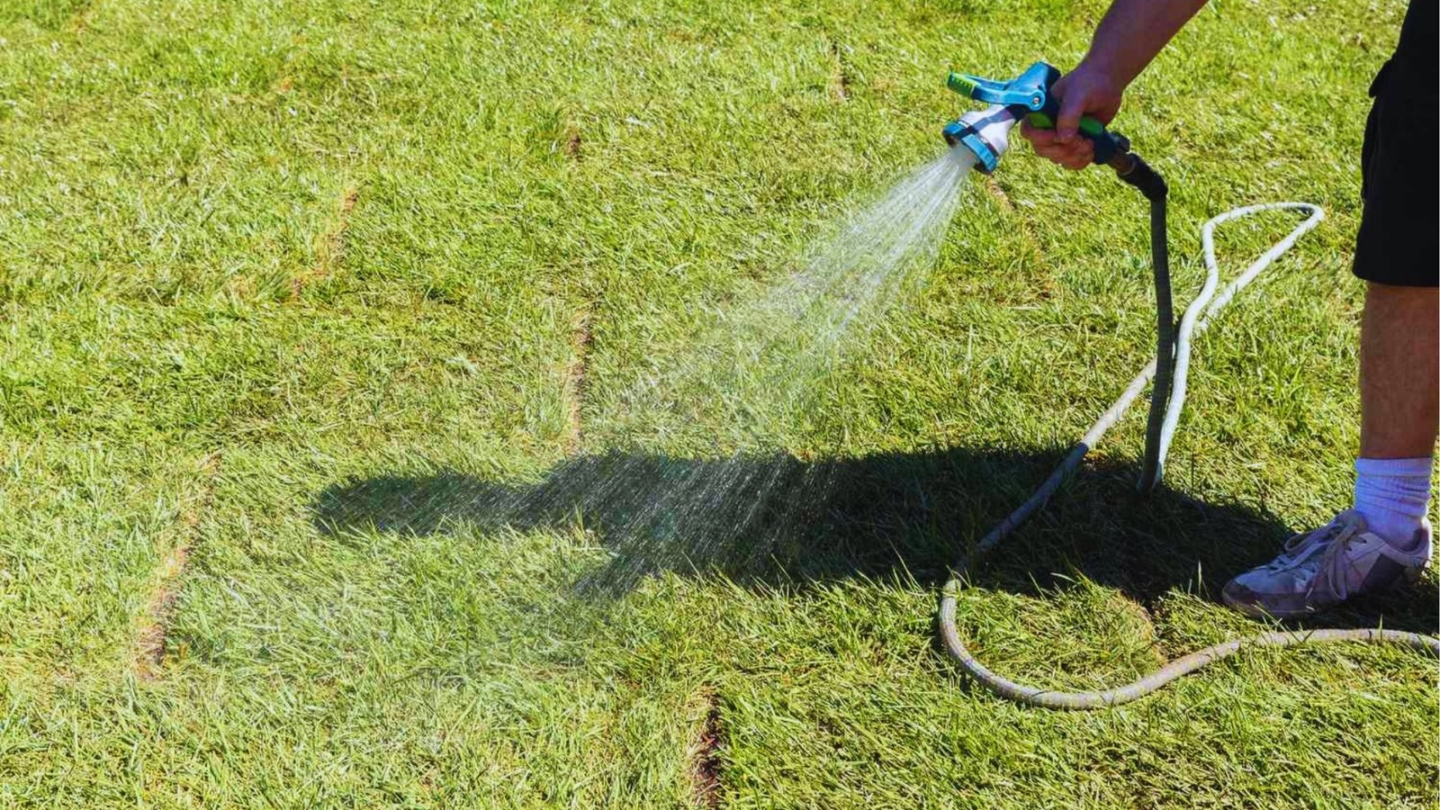 Person using blue hose nozzle to water newly laid sod with visible seam lines on bright green lawn in sunlight.