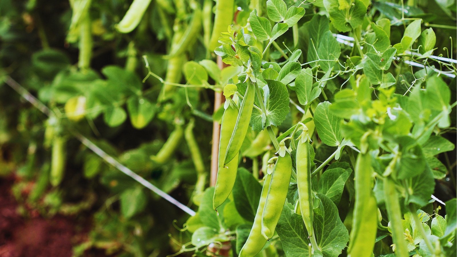 Cluster of green pea pods growing on vines with tendrils in the garden. 