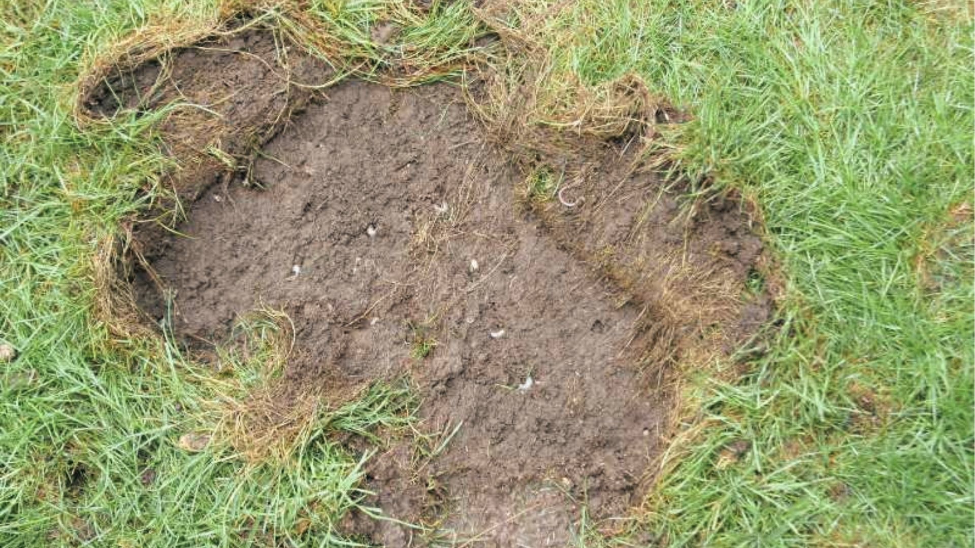 Peeled back turf reveals loose soil and white grubs, classic root damage from grub feeding