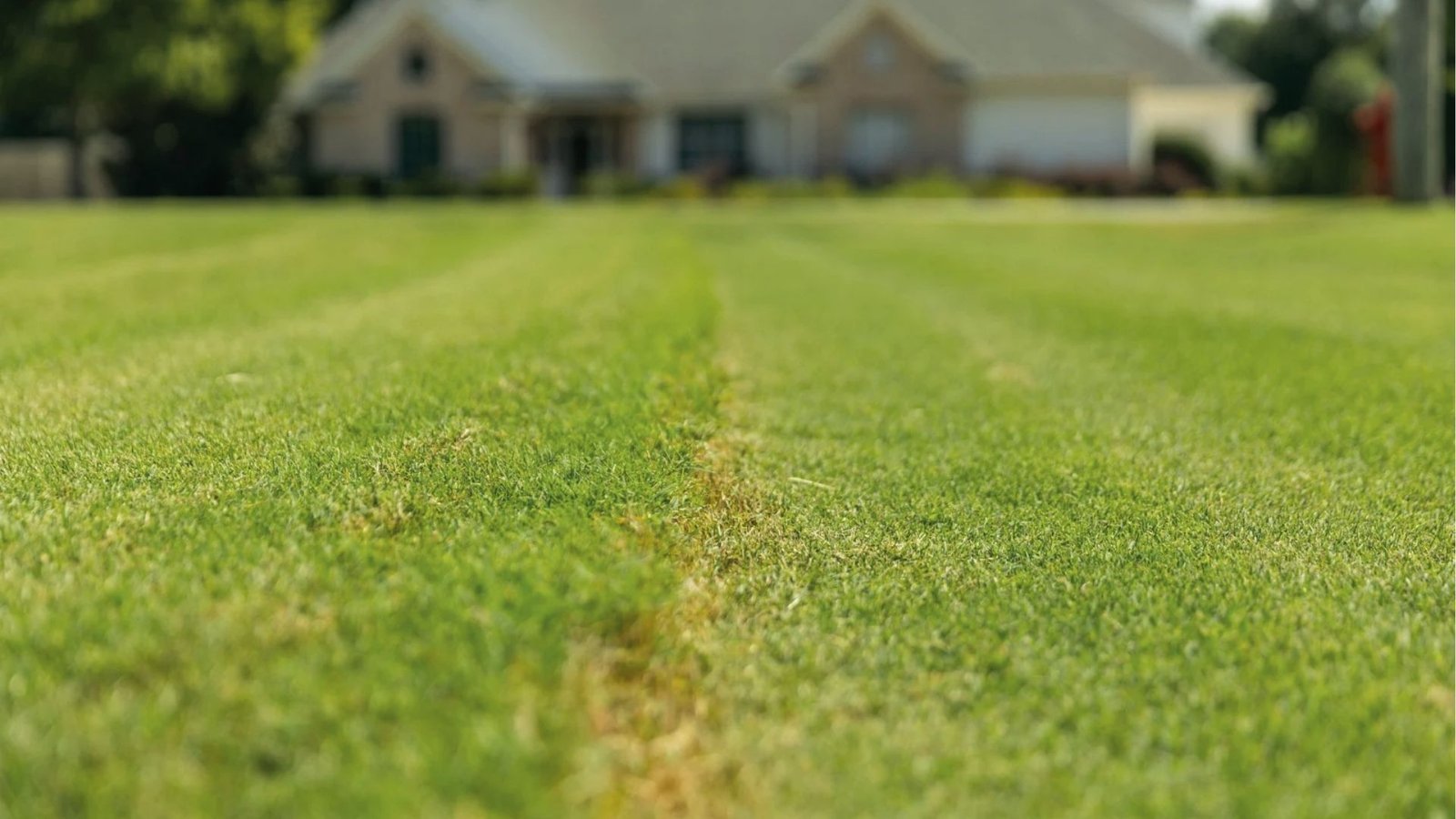 Close-up of the lawn with brown strip shows fertilizer burn damage from over application.
