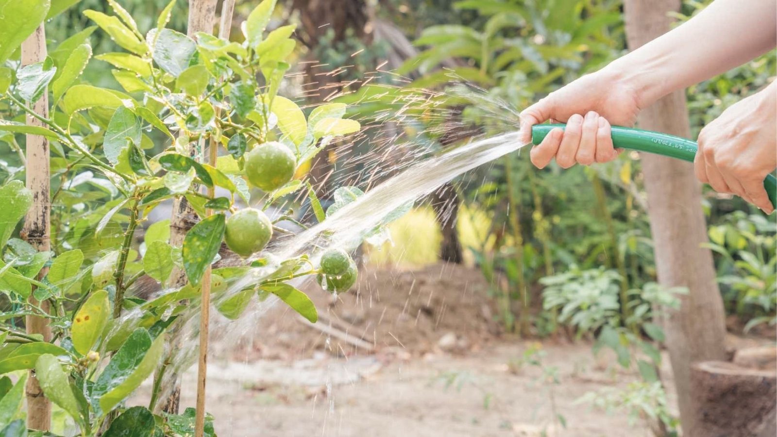 Watering a small lime tree with hose, showing how to water lime trees for juicy fruit growth
