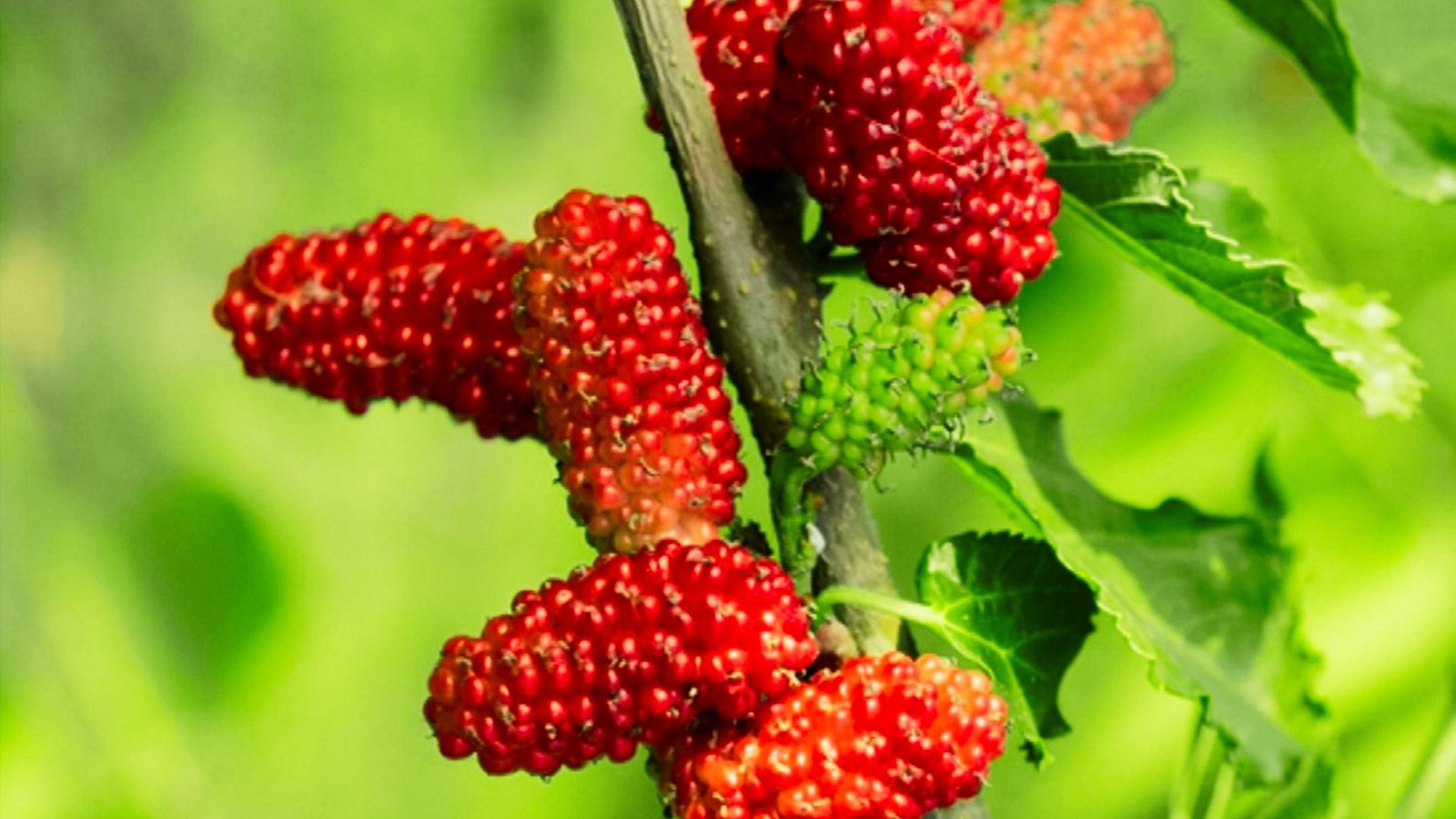 Mulberries are elongated, red and green aggregate berries growing along a branch with lush green foliage.
