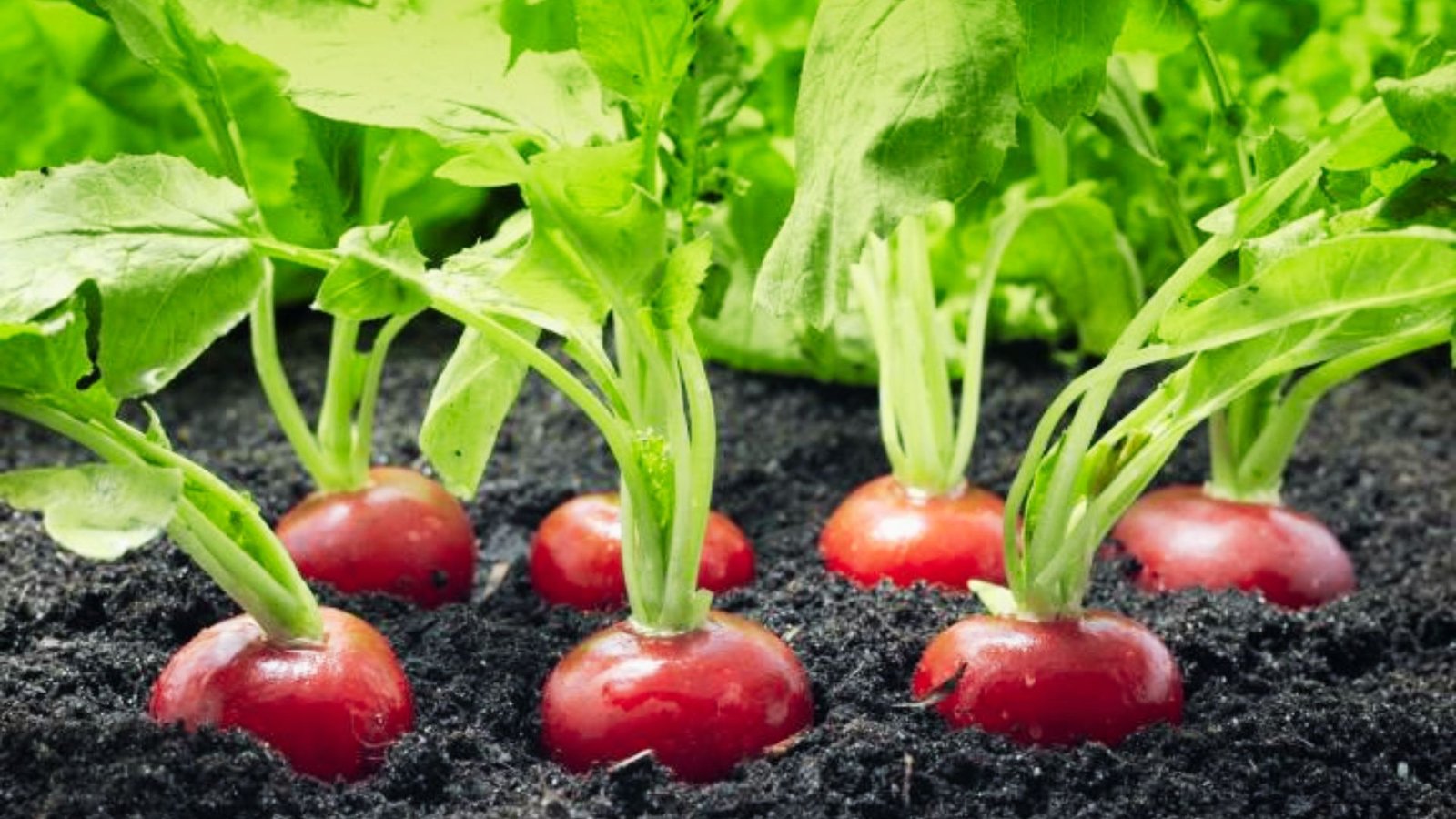 Multiple bright red radish bulbs with green stems growing in neat rows in dark soil.