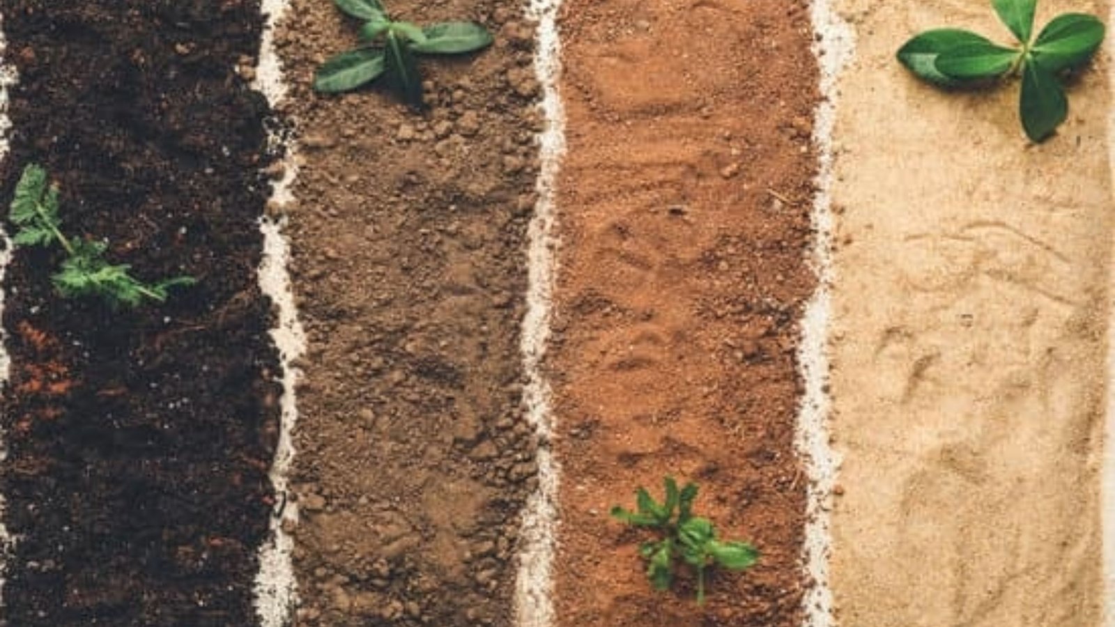 Four vertical strips showing different soil types from dark garden soil to sandy topsoil with small plants