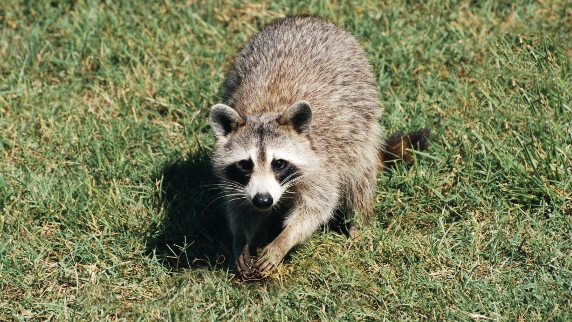 Raccoon digs through grass searching for grubs, causing torn turf and secondary lawn damage