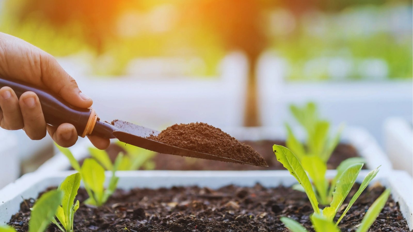 Hand holding small trowel with dark compost or fertilizer over seedlings in raised garden bed with sunlight flare.
